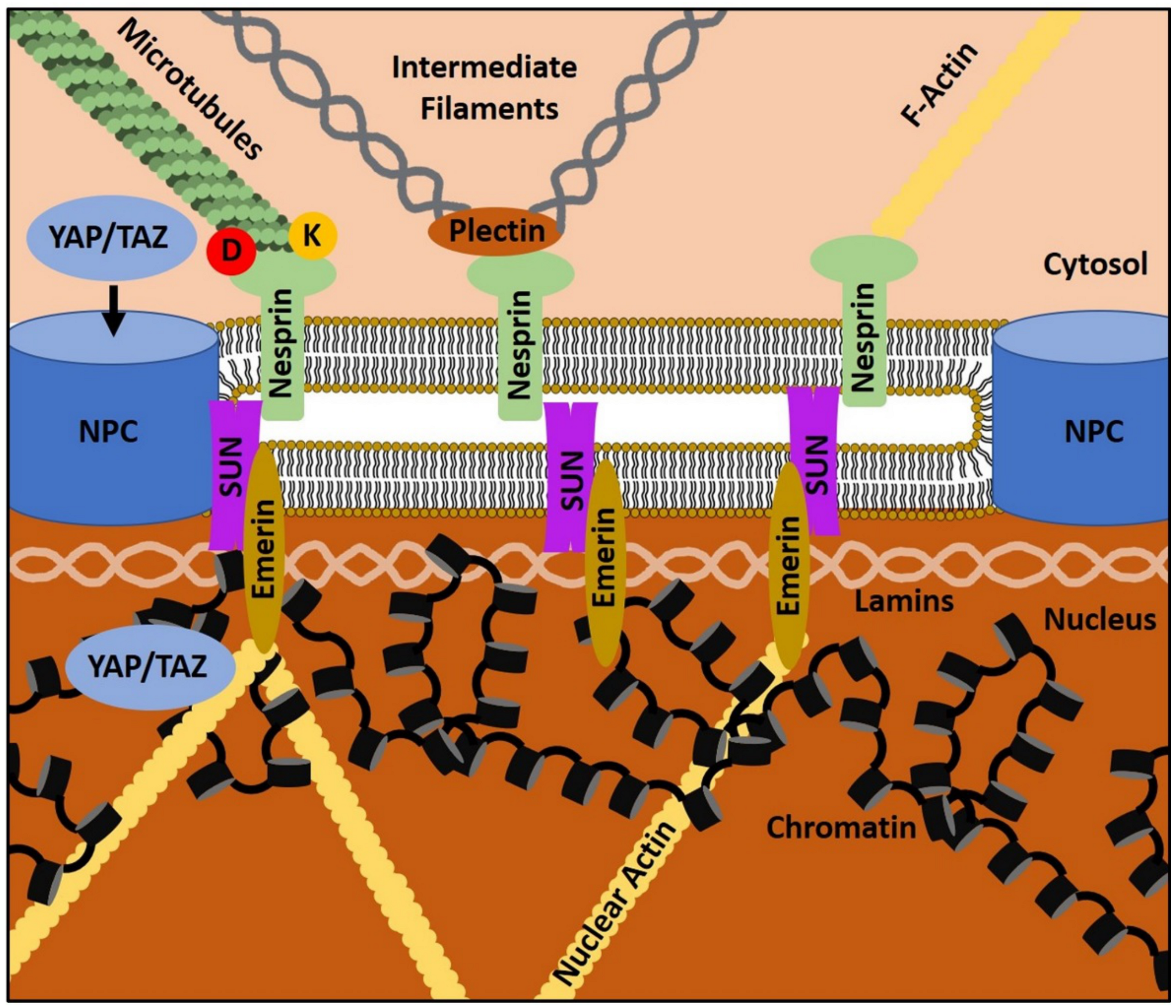Biomolecules 11 00824 g003
