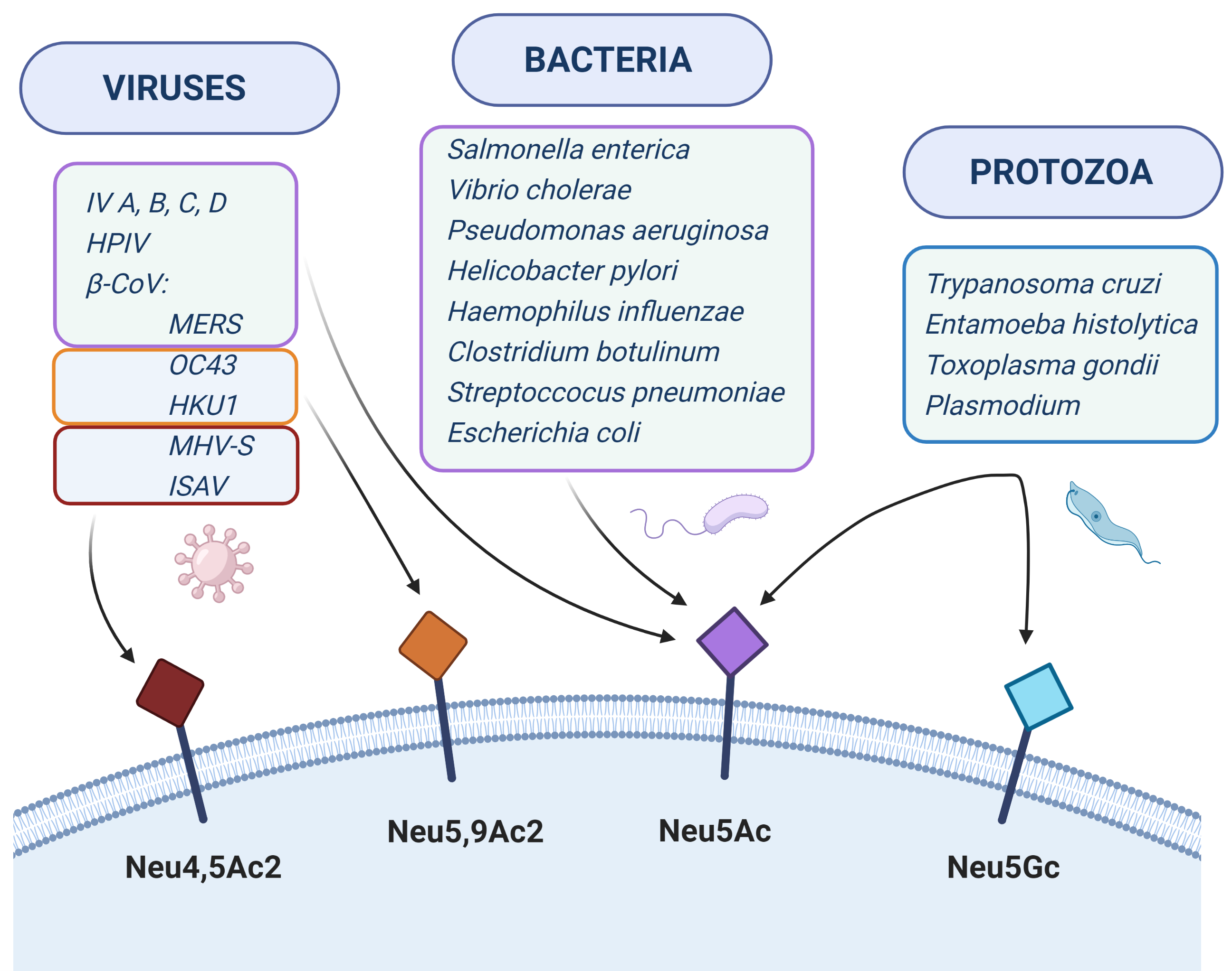 Biomolecules - Free Full-Text - Sialic Acids as Receptors for Pathogens