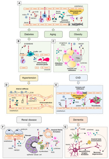 Biomolecules Free Full Text Hyperactivated RAGE in