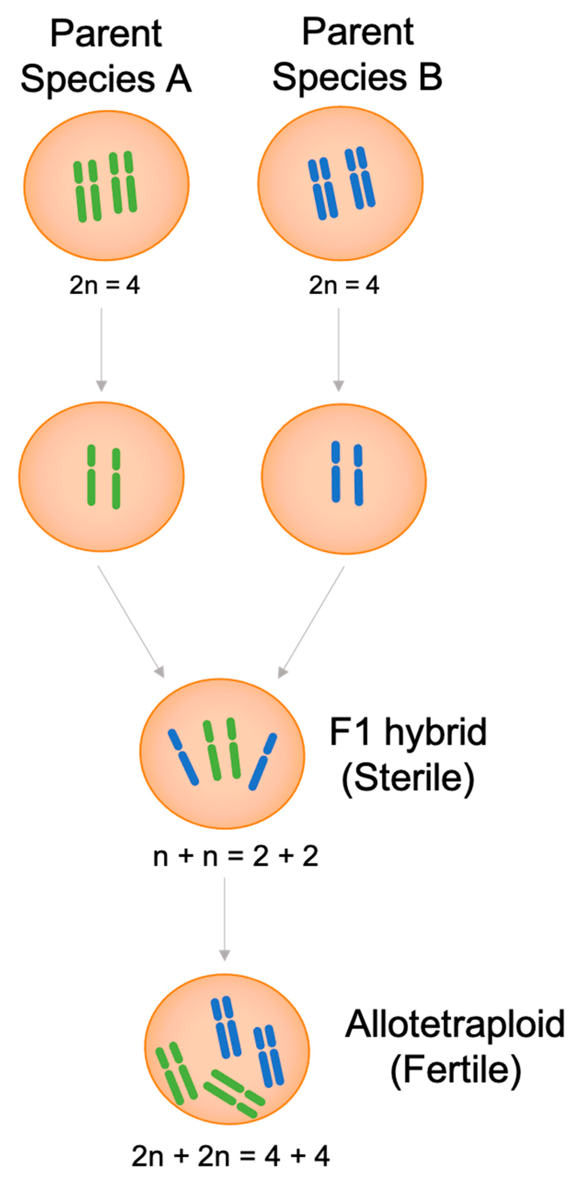 Biomolecules 11 00899 g002