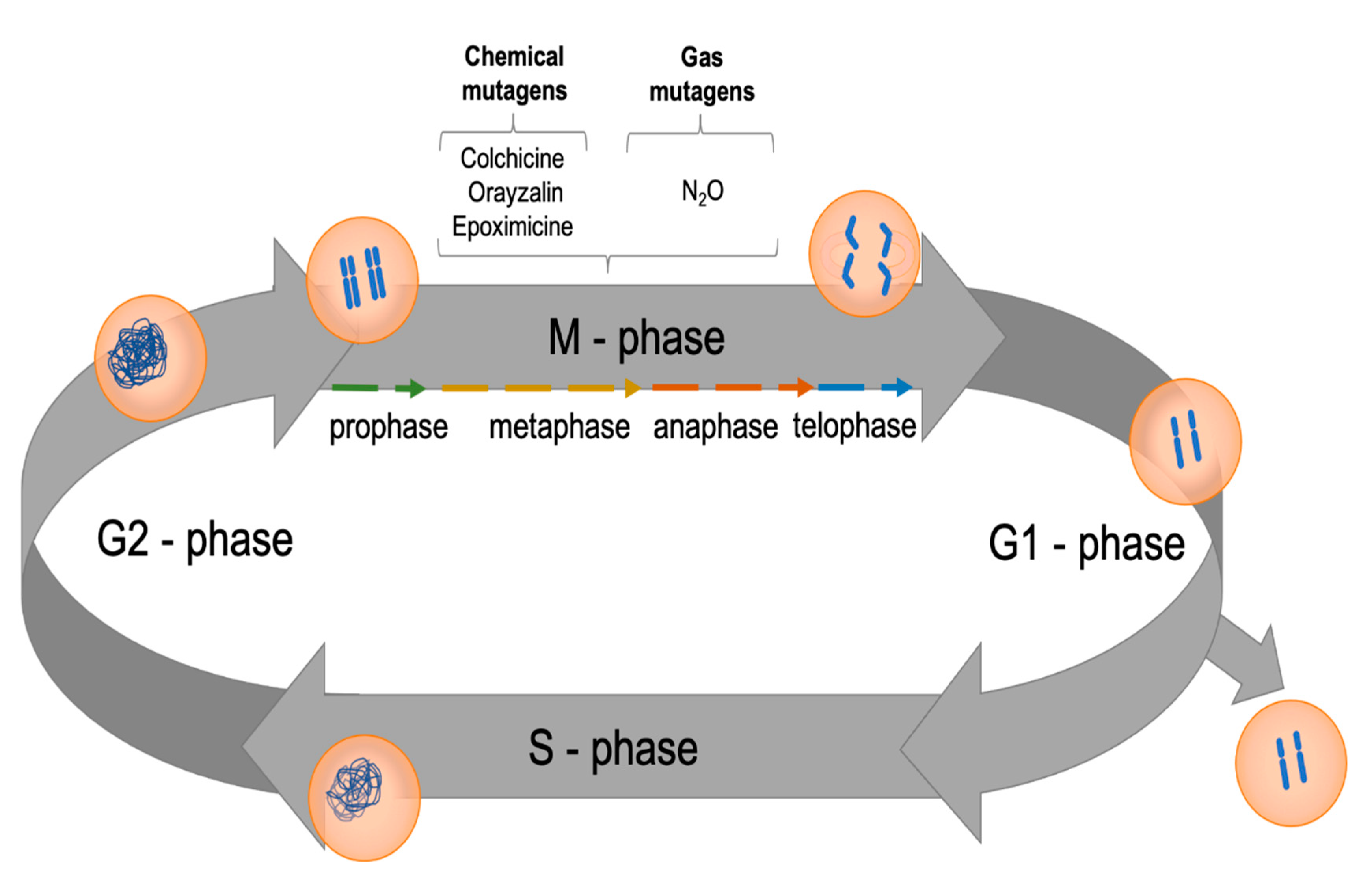 Biomolecules 11 00899 g003