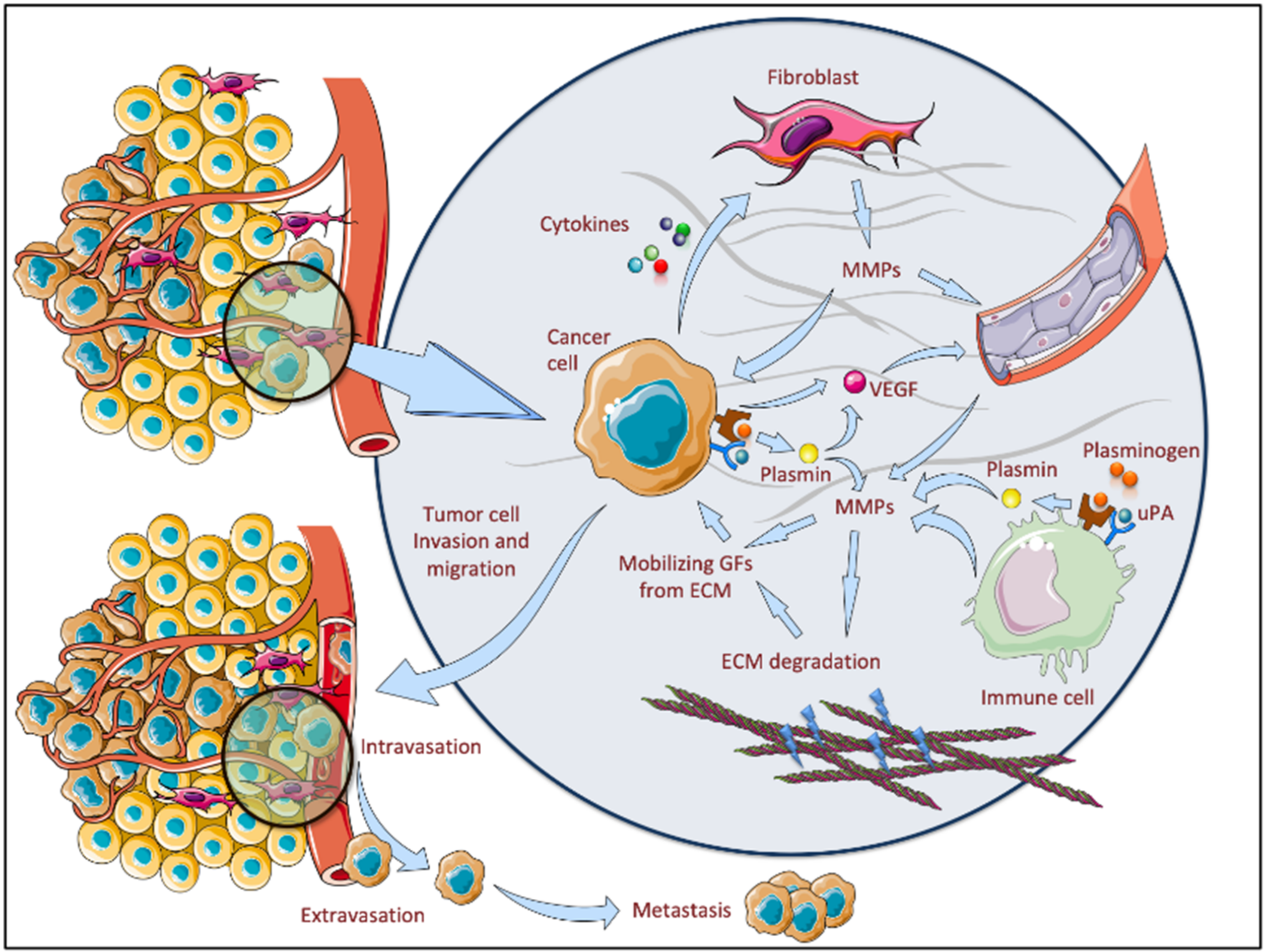 Biomolecules | Free Full-Text | Current Perspectives on the Role of Matrix  Metalloproteinases in the Pathogenesis of Basal Cell Carcinoma