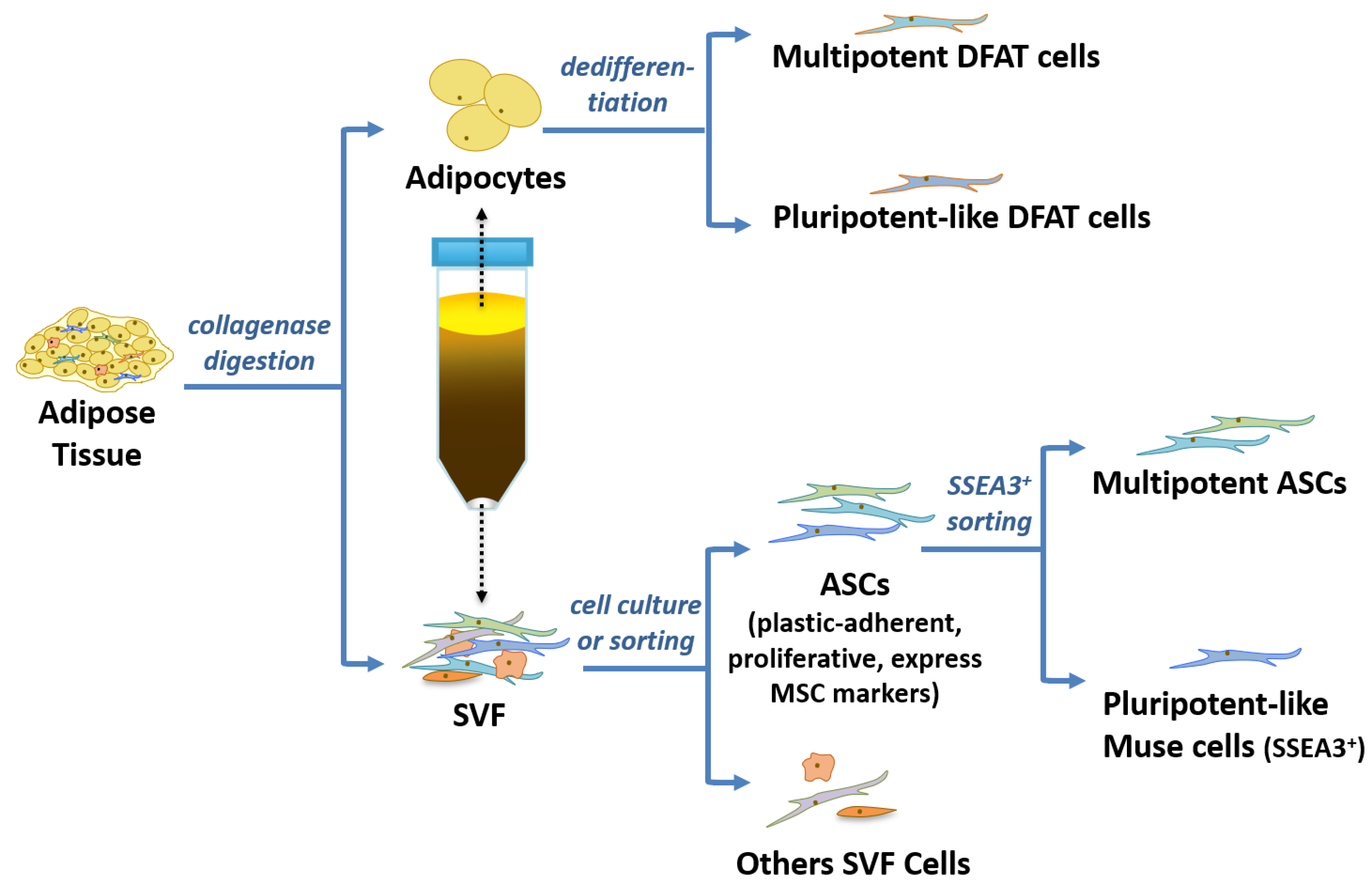 Adipose Tissue Derived Stem Cells ASC Therapy