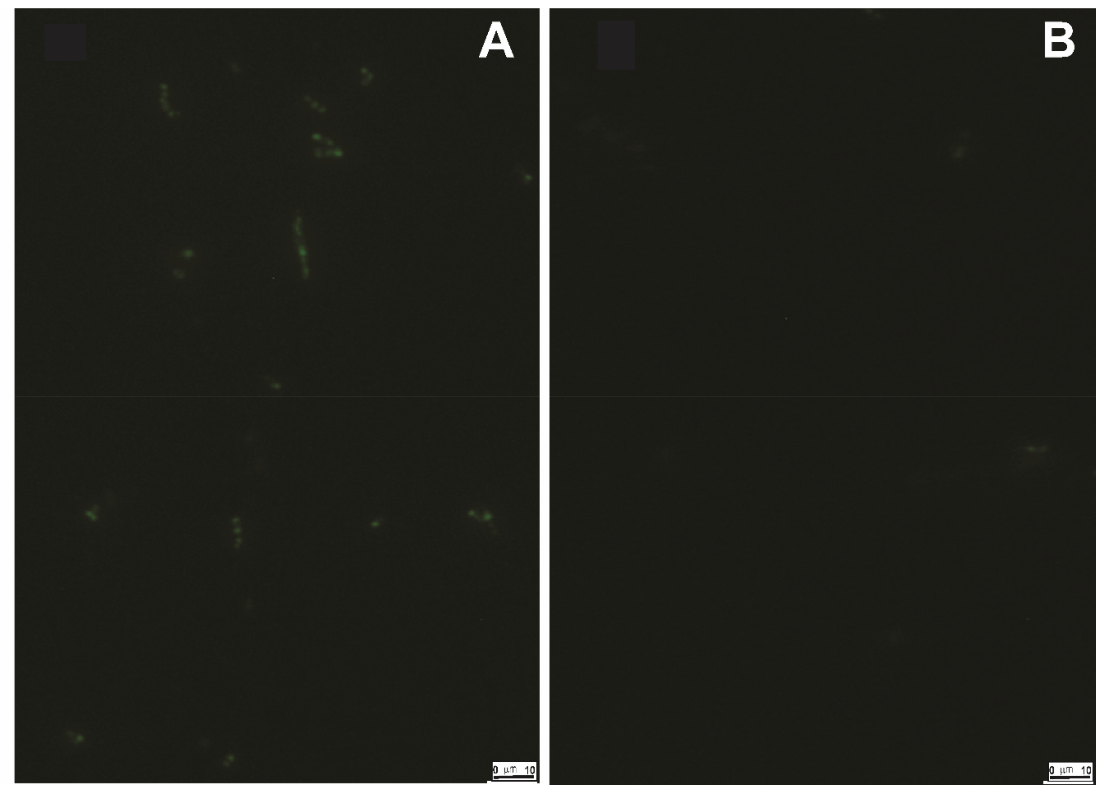 Biomolecules 11 00934 g010