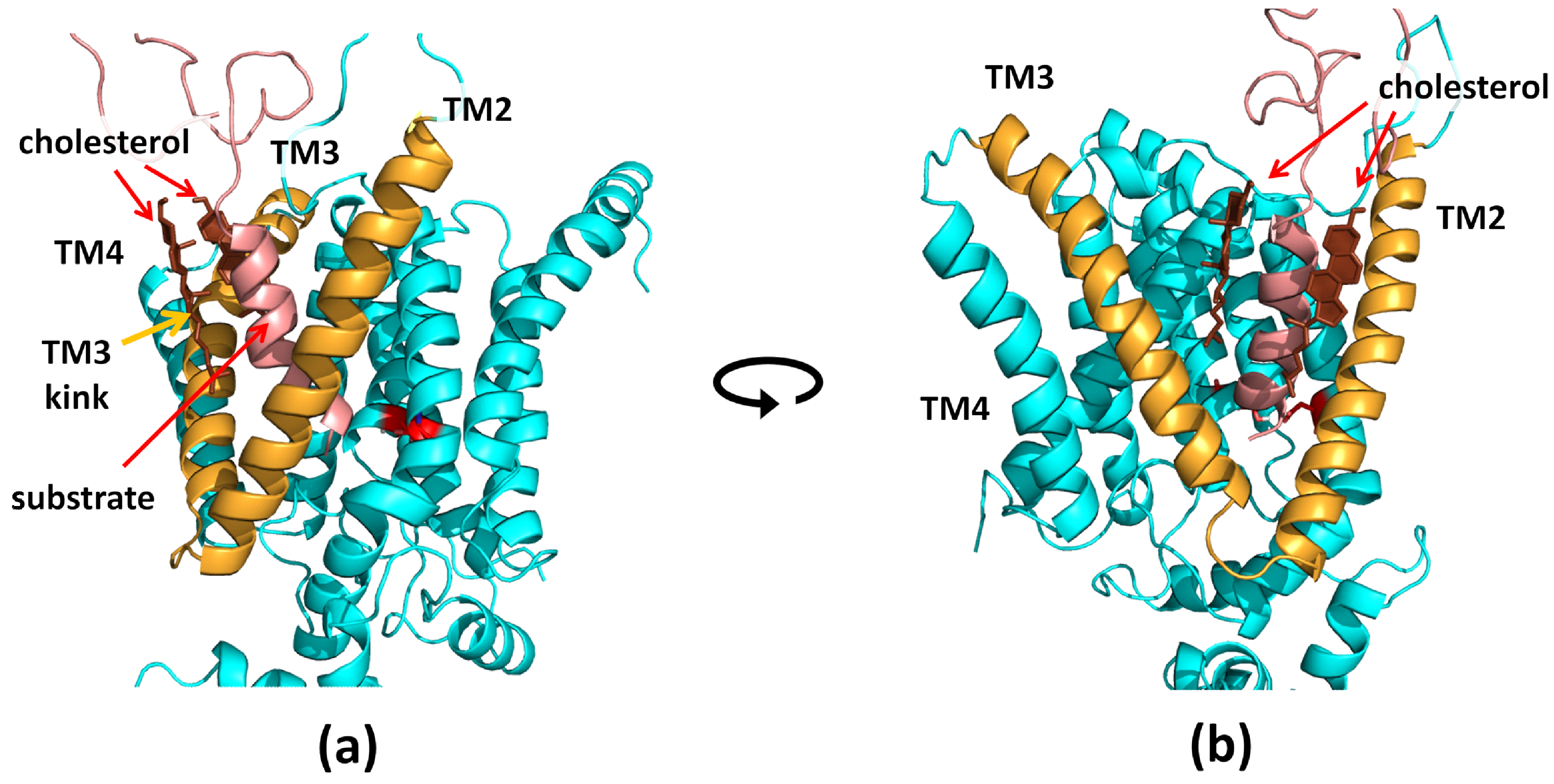 Biomolecules 11 00935 g006
