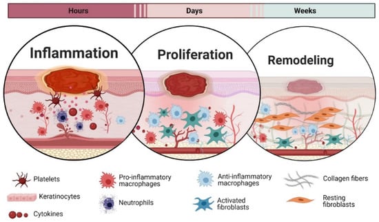 Biomolecules | Special Issue : Cellular and Molecular Mechanisms of Wound  Healing