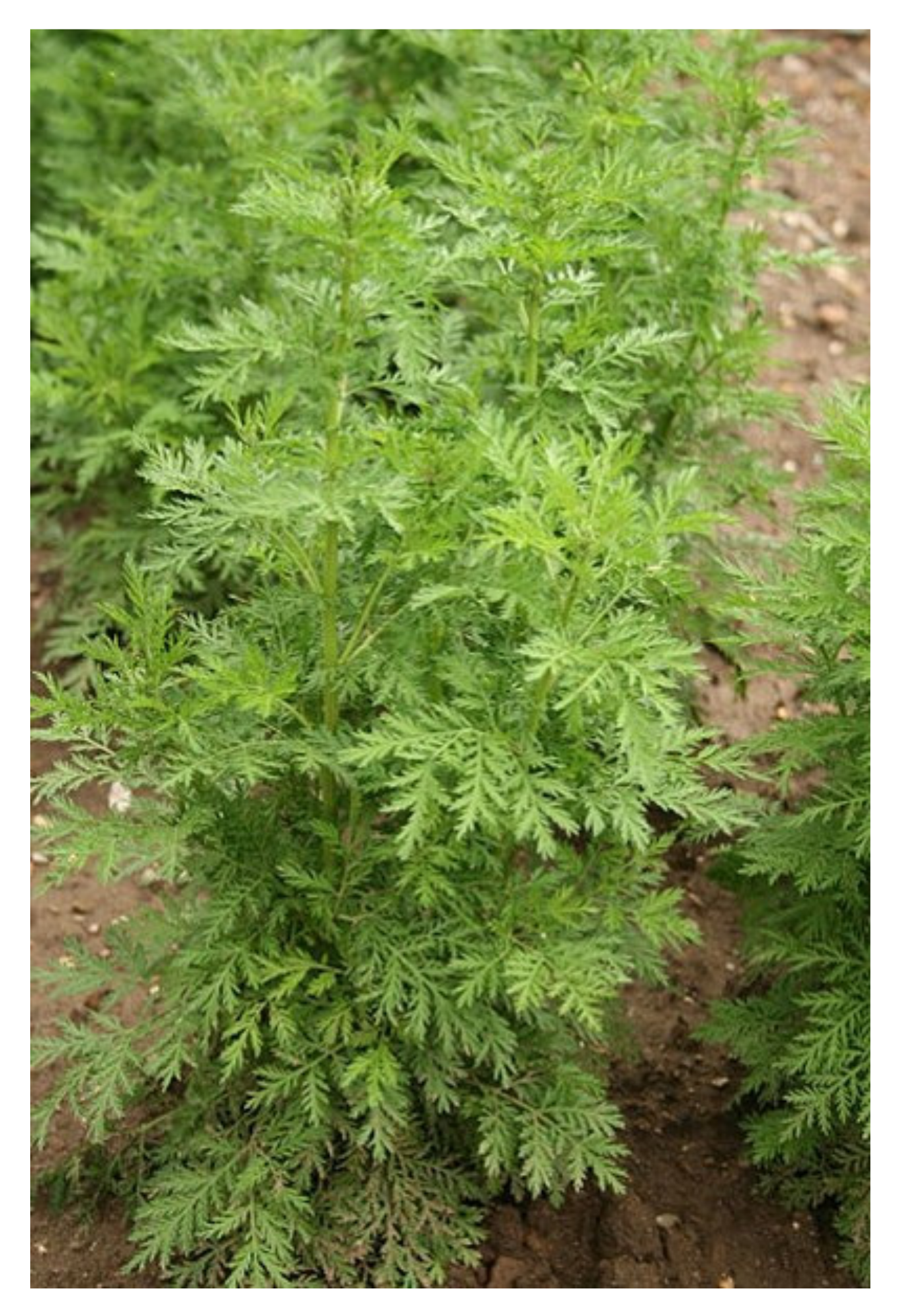 Extracts from artemisia annua plant found to be active against