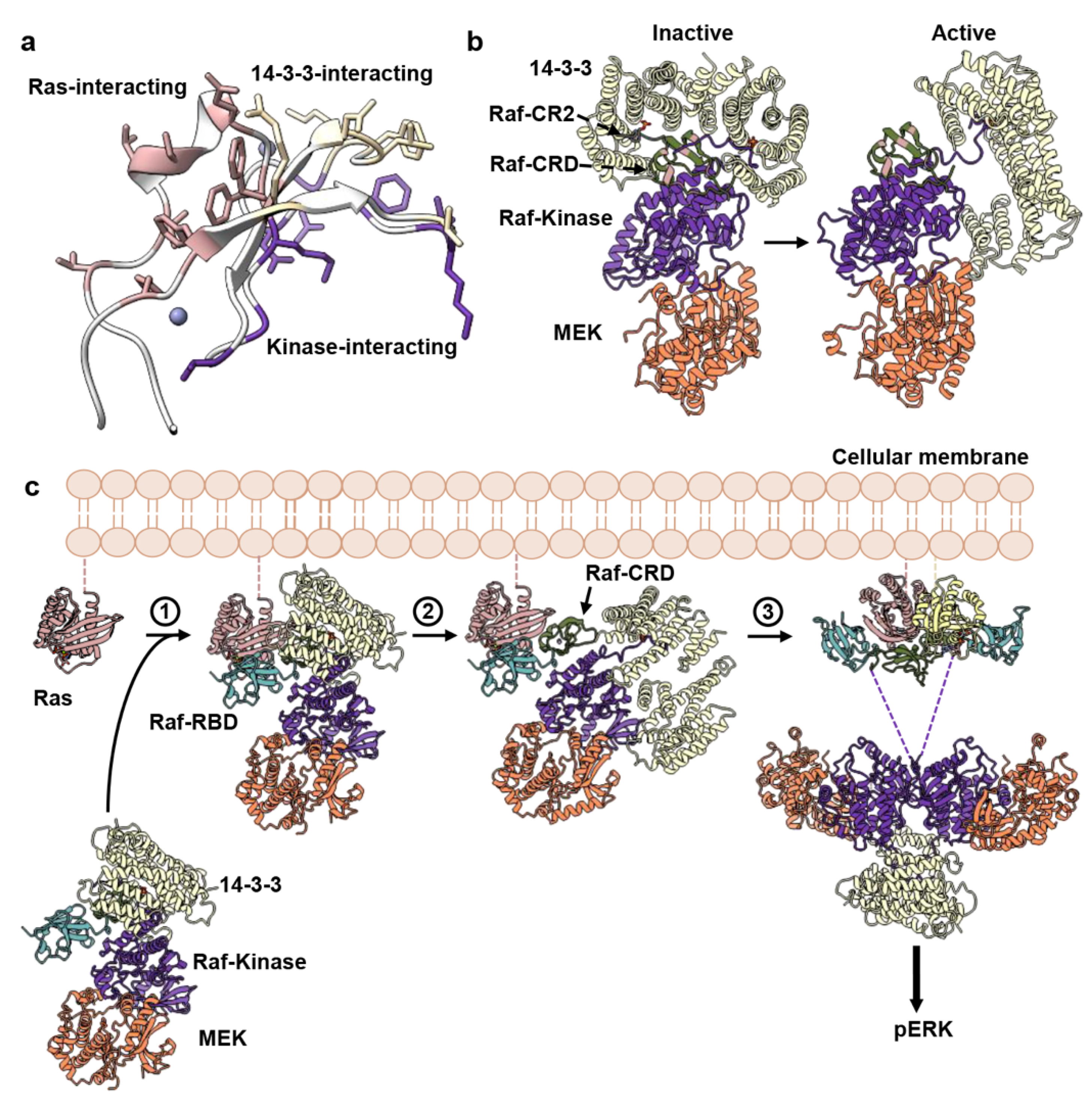 Biomolecules | Free Full-Text | Crystal Structure Reveals the Full Ras–Raf  Interface and Advances Mechanistic Understanding of Raf Activation