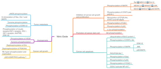 Biomolecules Free Full Text Protein Phosphorylation In Cancer Role Of Nitric Oxide Signaling Pathway Html