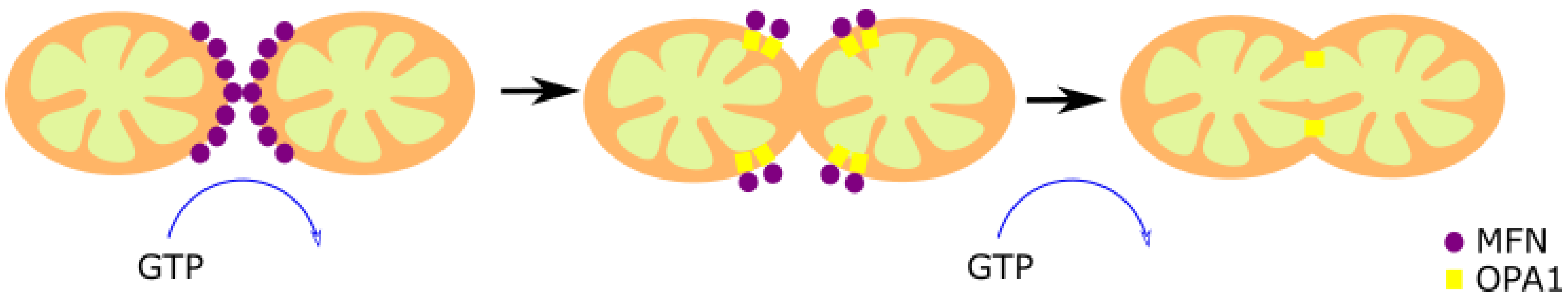 Biomolecules 11 01012 g002
