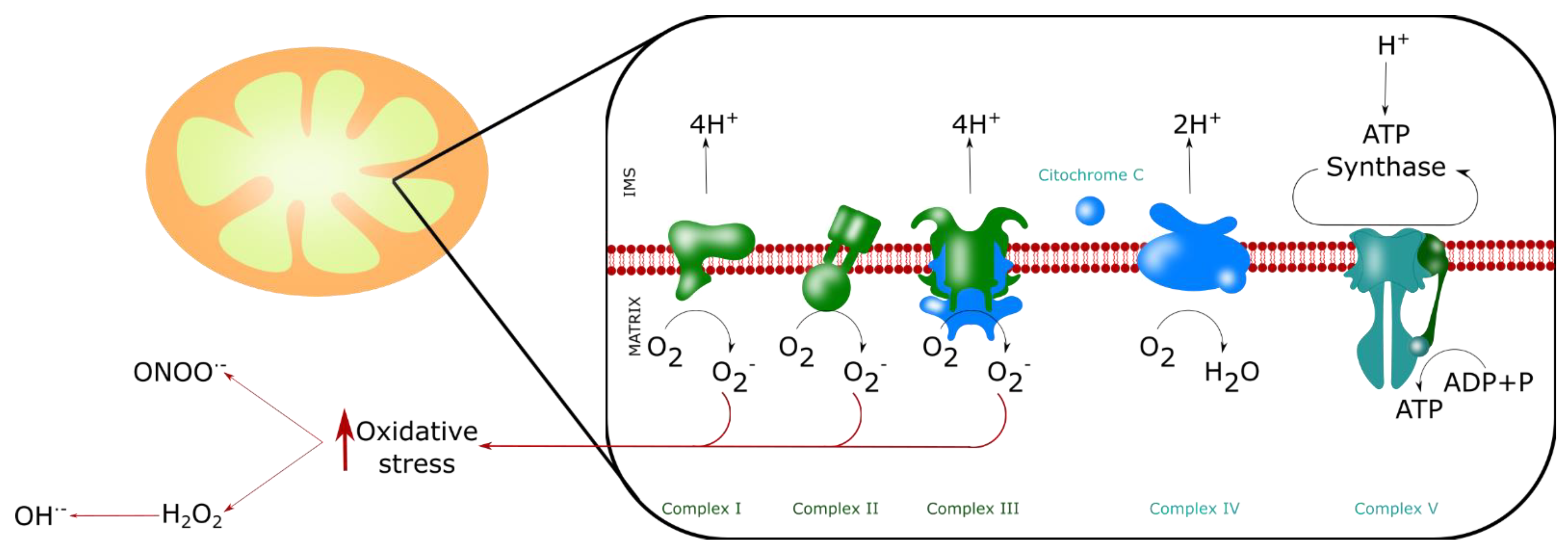 Biomolecules 11 01012 g005