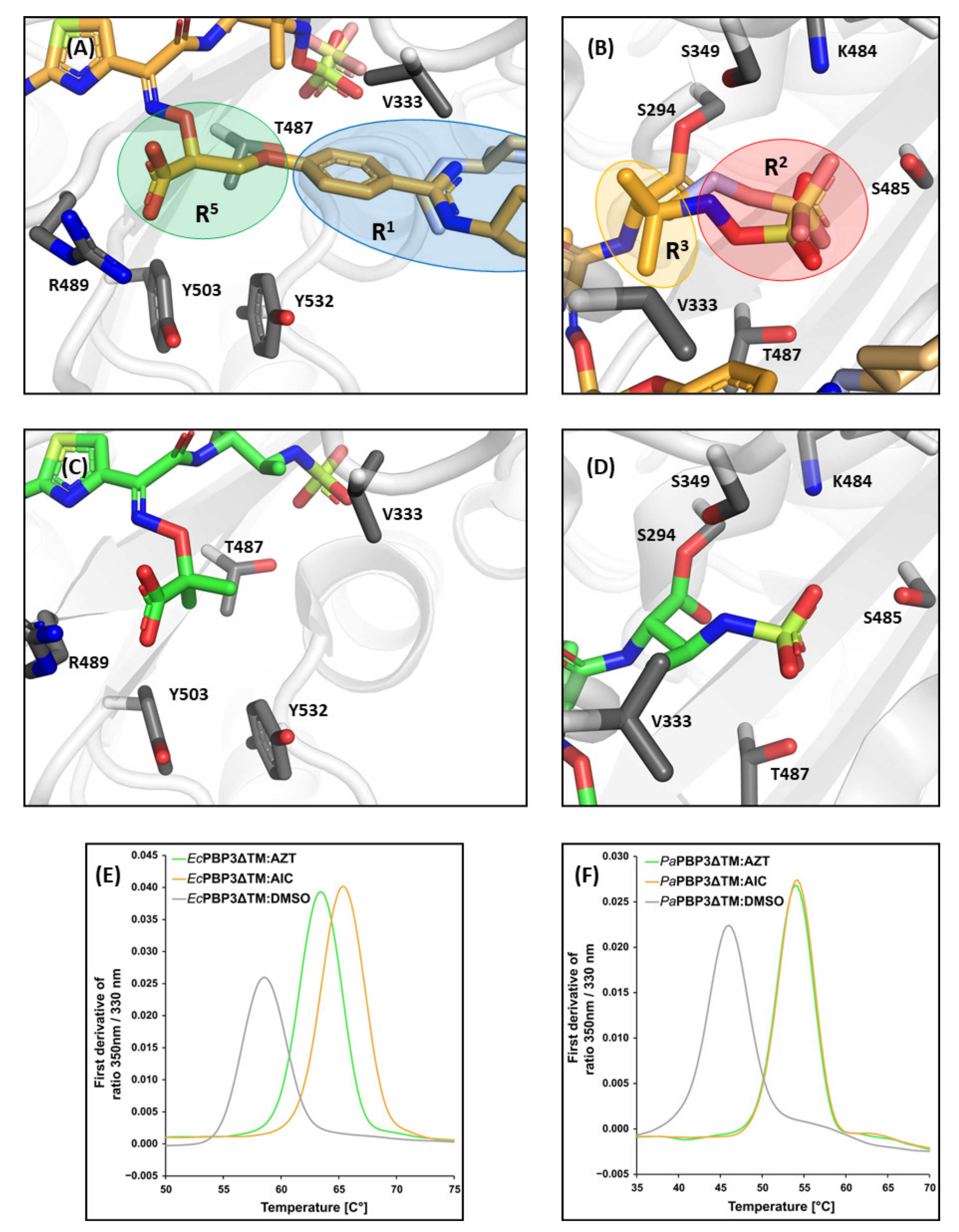 pbp3 e coli s307