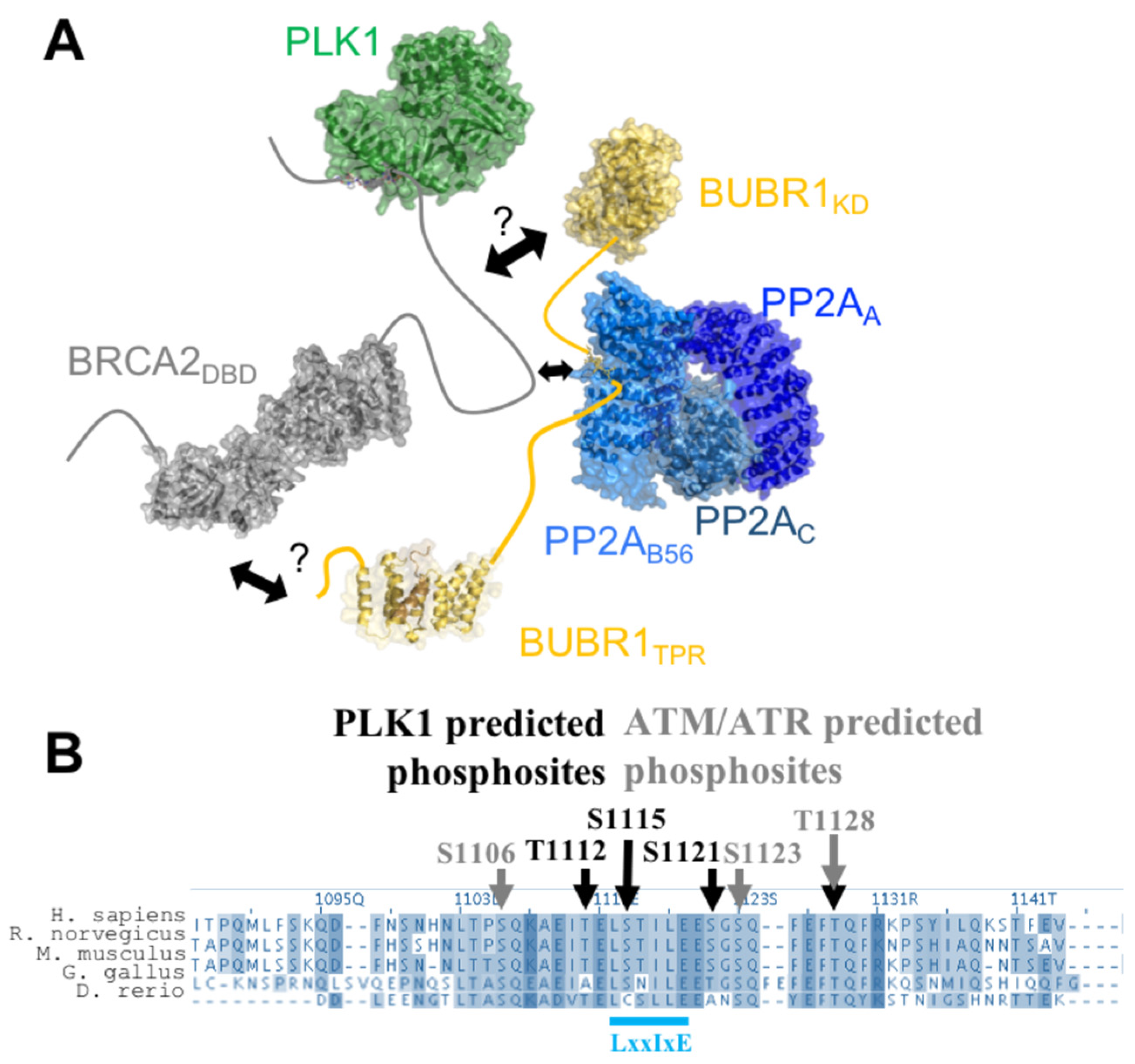 Biomolecules 11 01060 g004