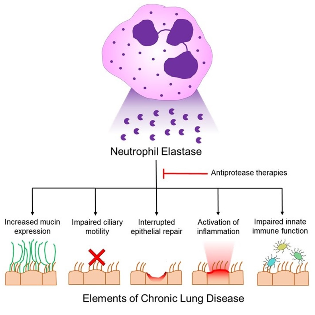 Biomolecules Free Full Text Neutrophil Elastase And Chronic Lung Disease Html