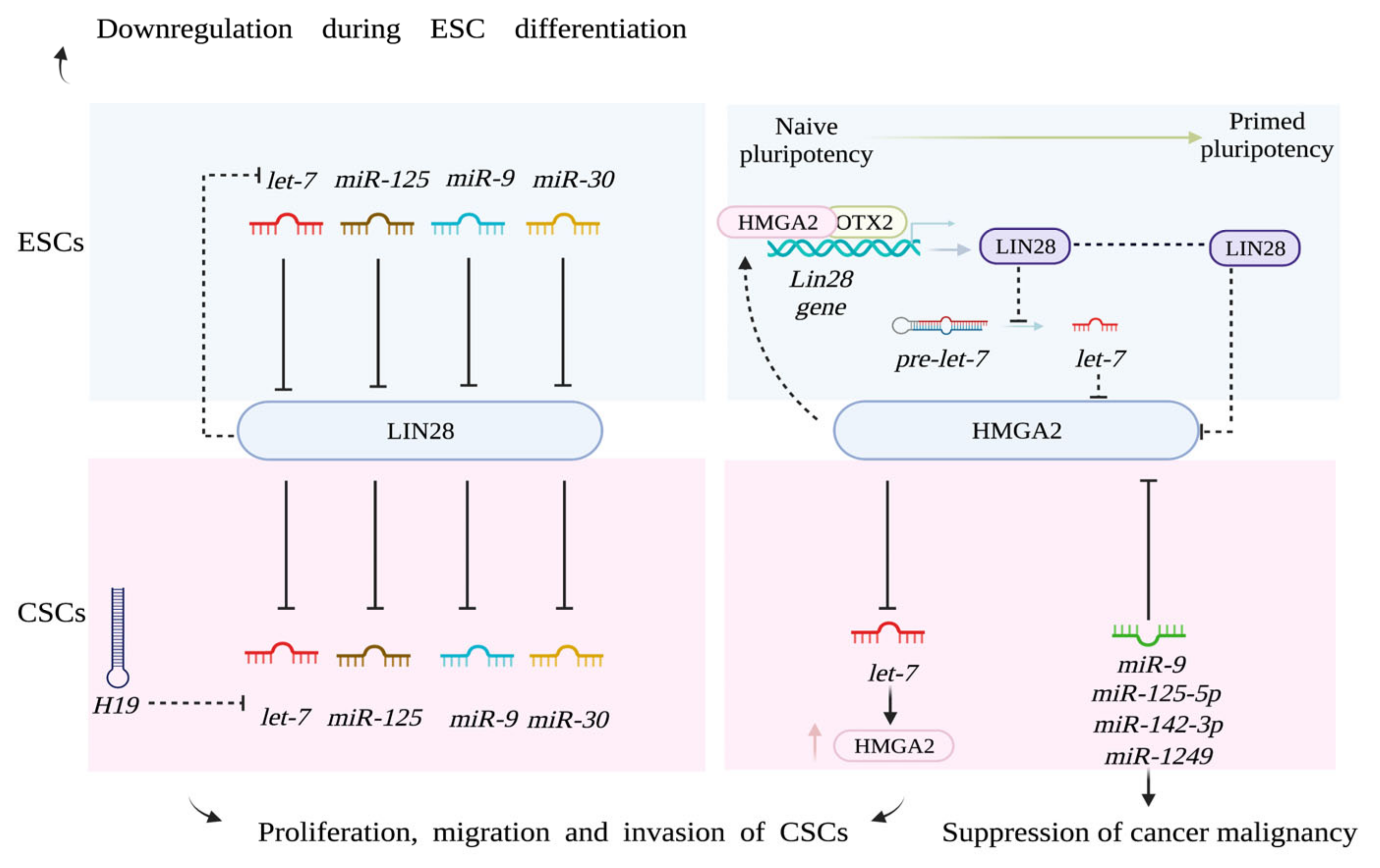 Biomolecules | Free Full-Text | MicroRNAs and Stem-like Properties 