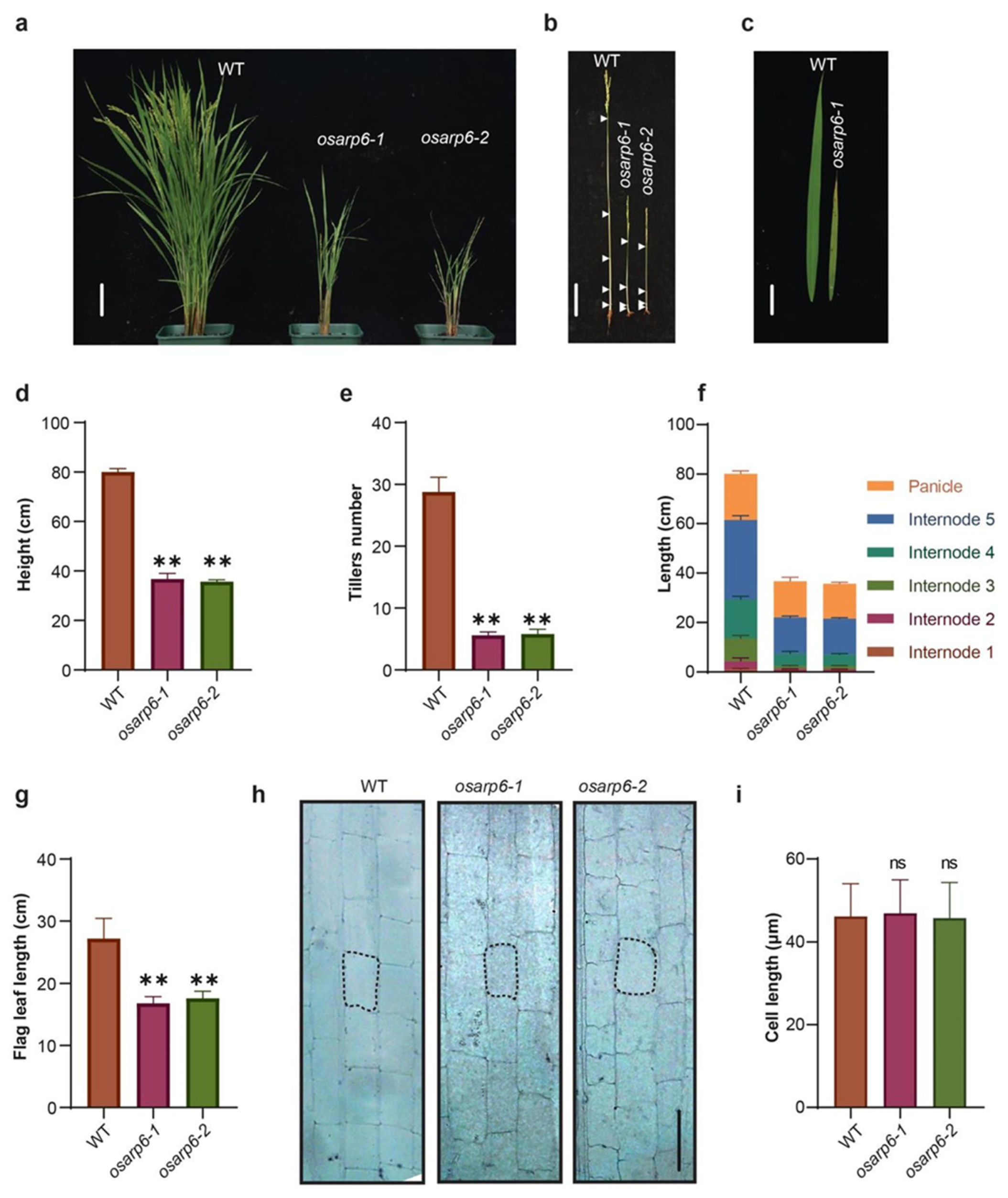Biomolecules 11 01100 g003