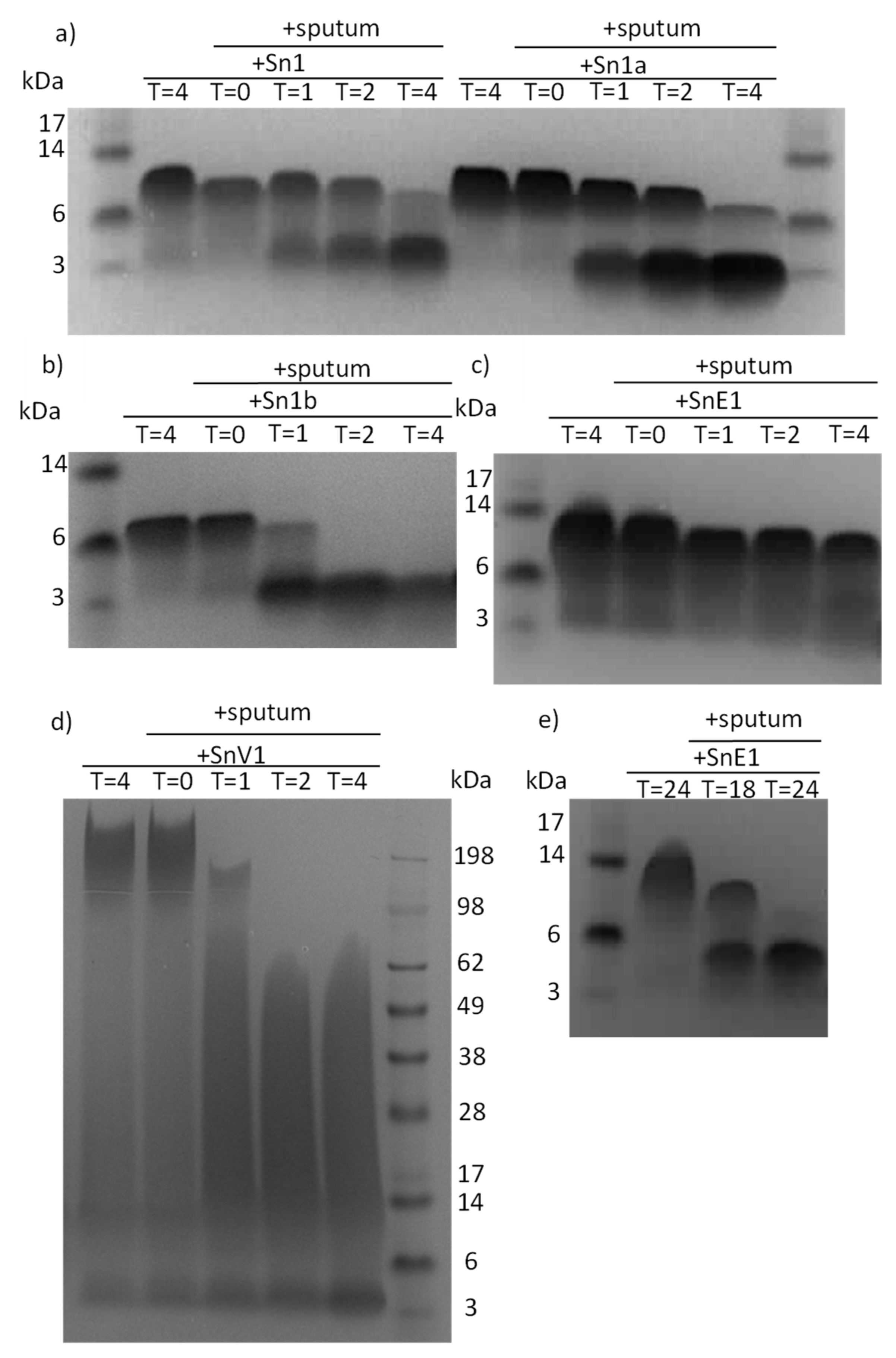 In vitro evaluation of the potential use of snake-derived peptides