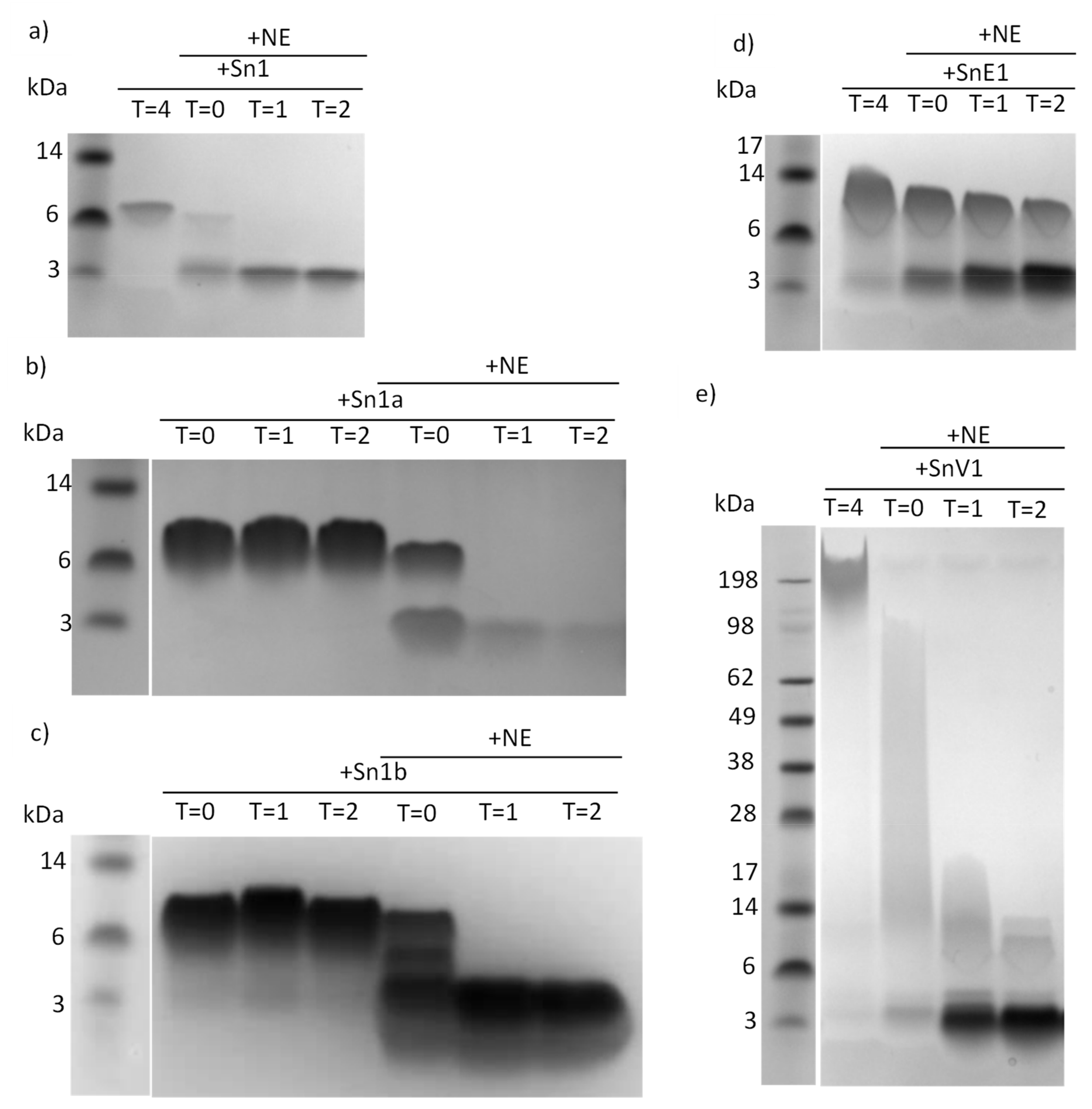 Biomolecules 11 01106 g003