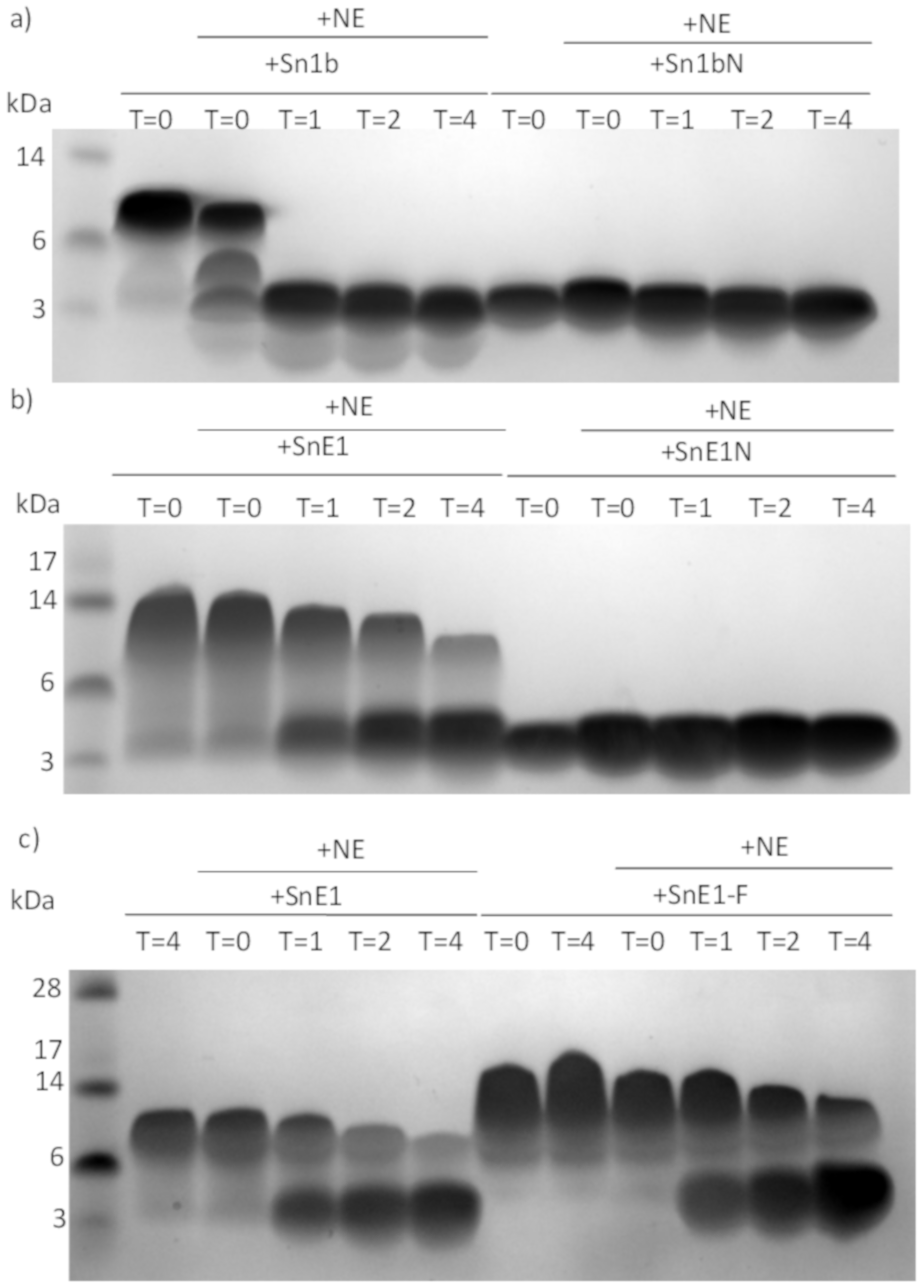 Biomolecules 11 01106 g008