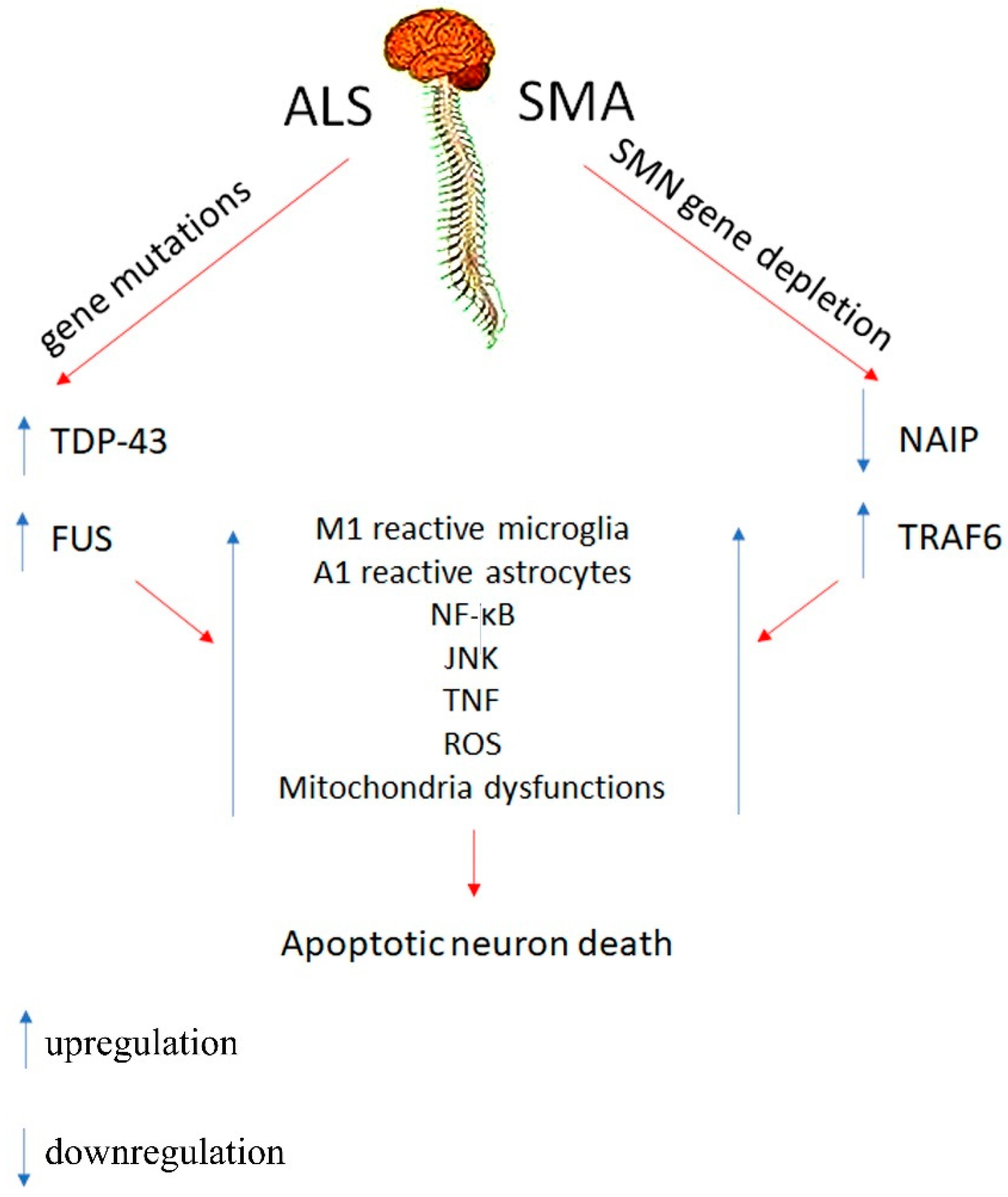 Biomolecules 11 01109 sch001