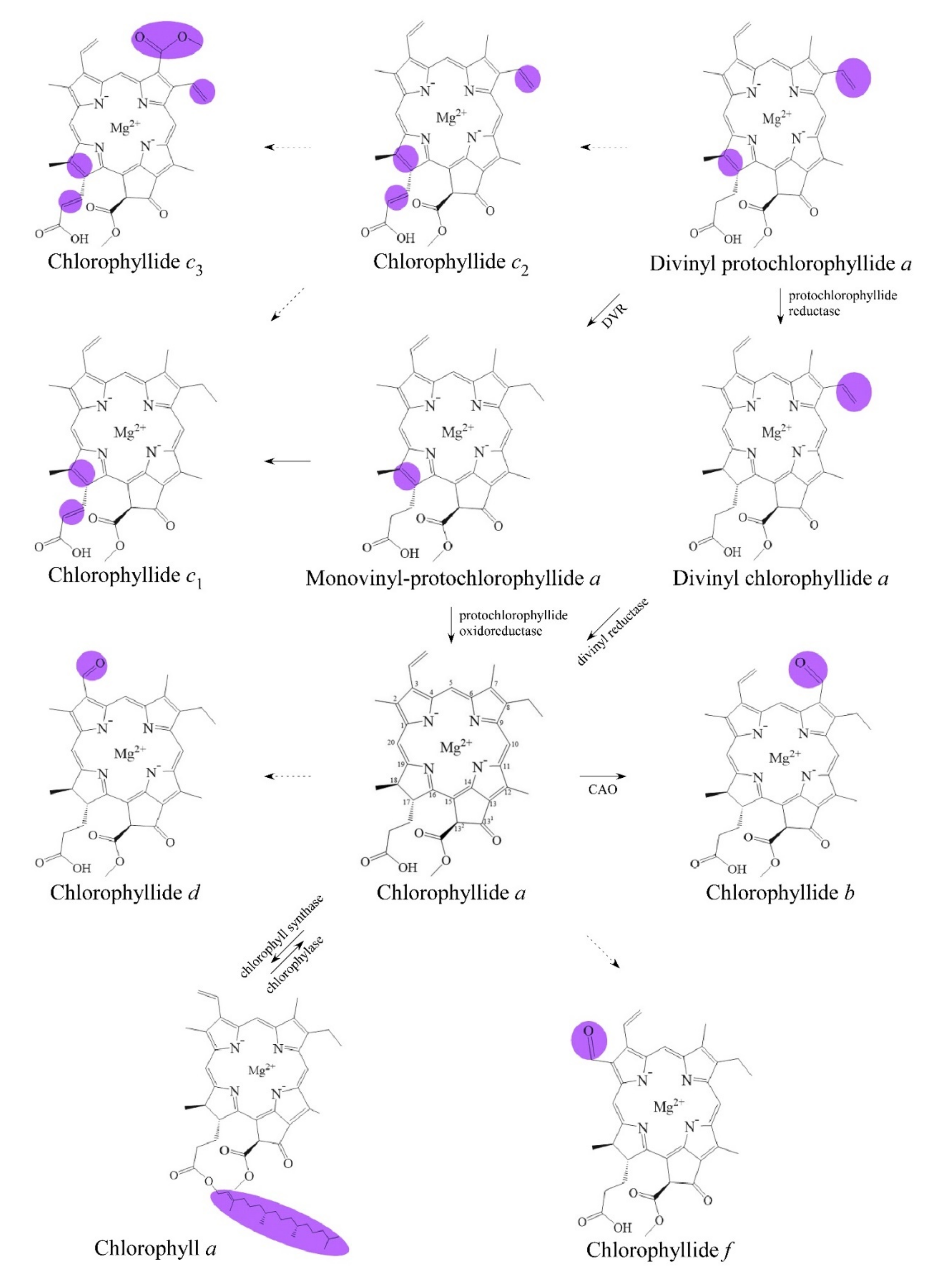 Biomolecules 11 01115 g001