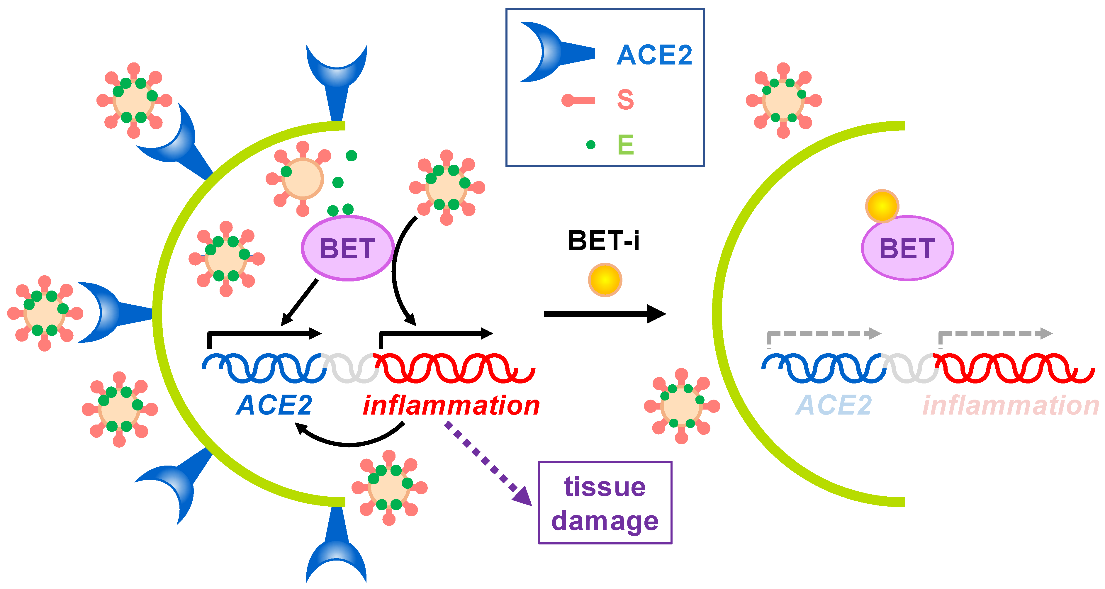 Biomolecules Free Full Text Relevance Of Bet Family Proteins In Sars Cov 2 Infection Html