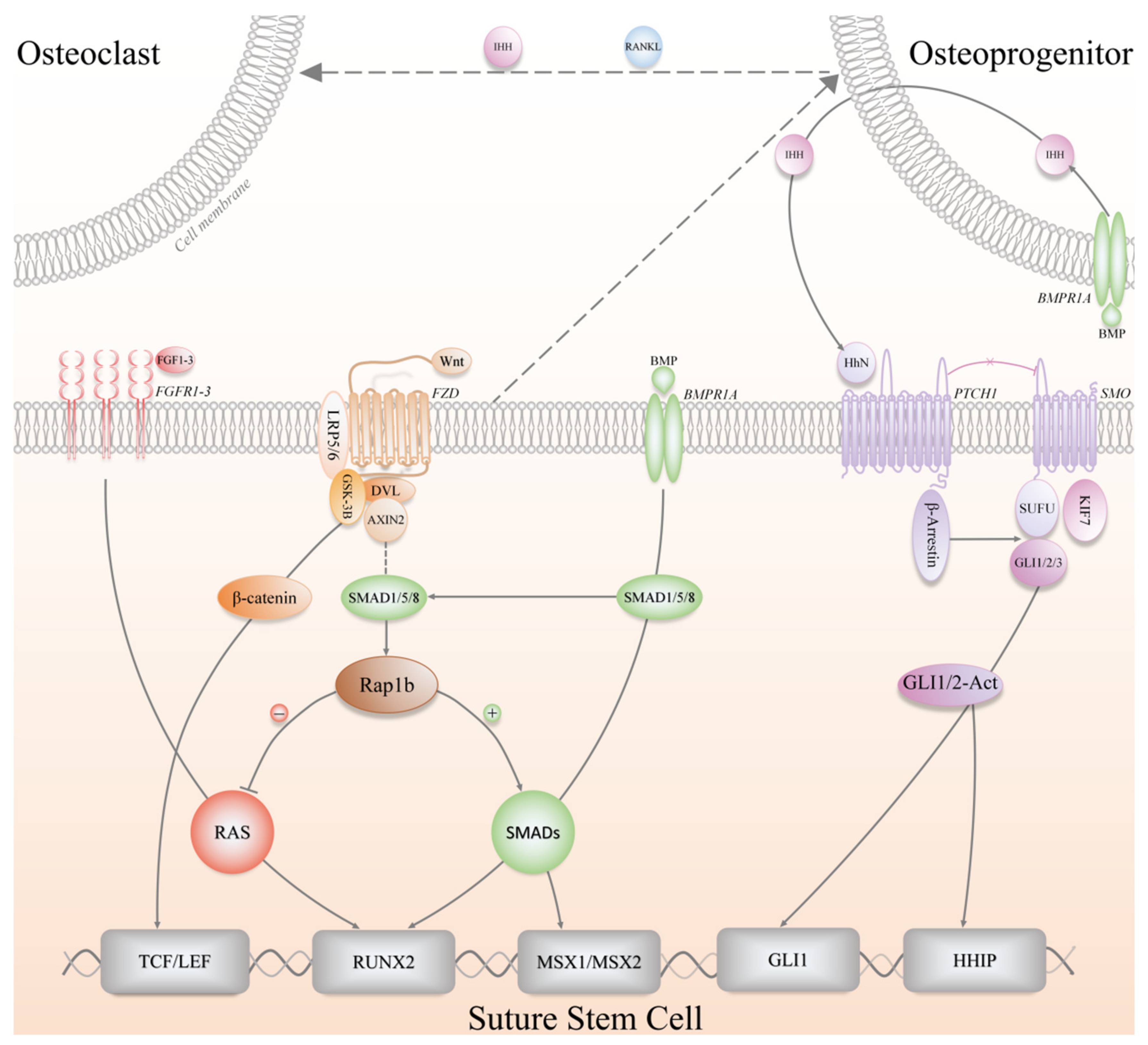Biomolecules 11 01129 g004