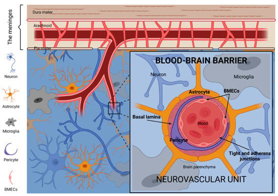 How cancer vesicles breach the blood-brain barrier