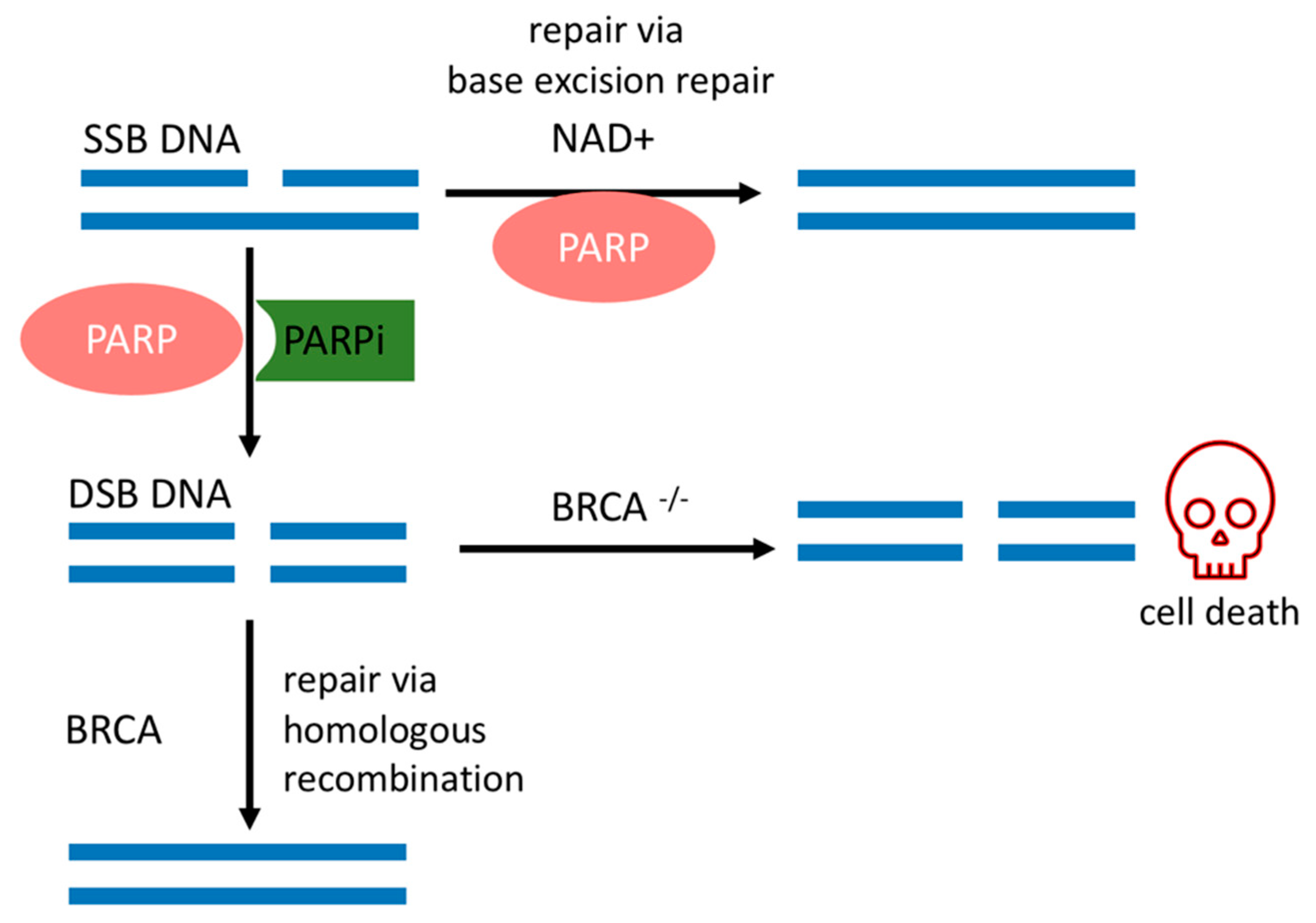 Biomolecules | Free Full-Text | BRCAness As A Biomarker Of ...