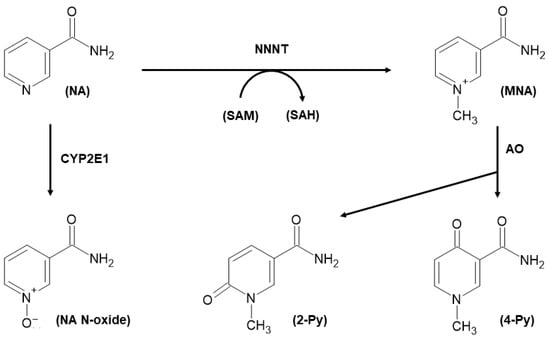 Biomolecules Free Full Text The Utility Of Nicotinamide N Methyltransferase As A Potential Biomarker To Predict The Oncological Outcomes For Urological Cancers An Update Html