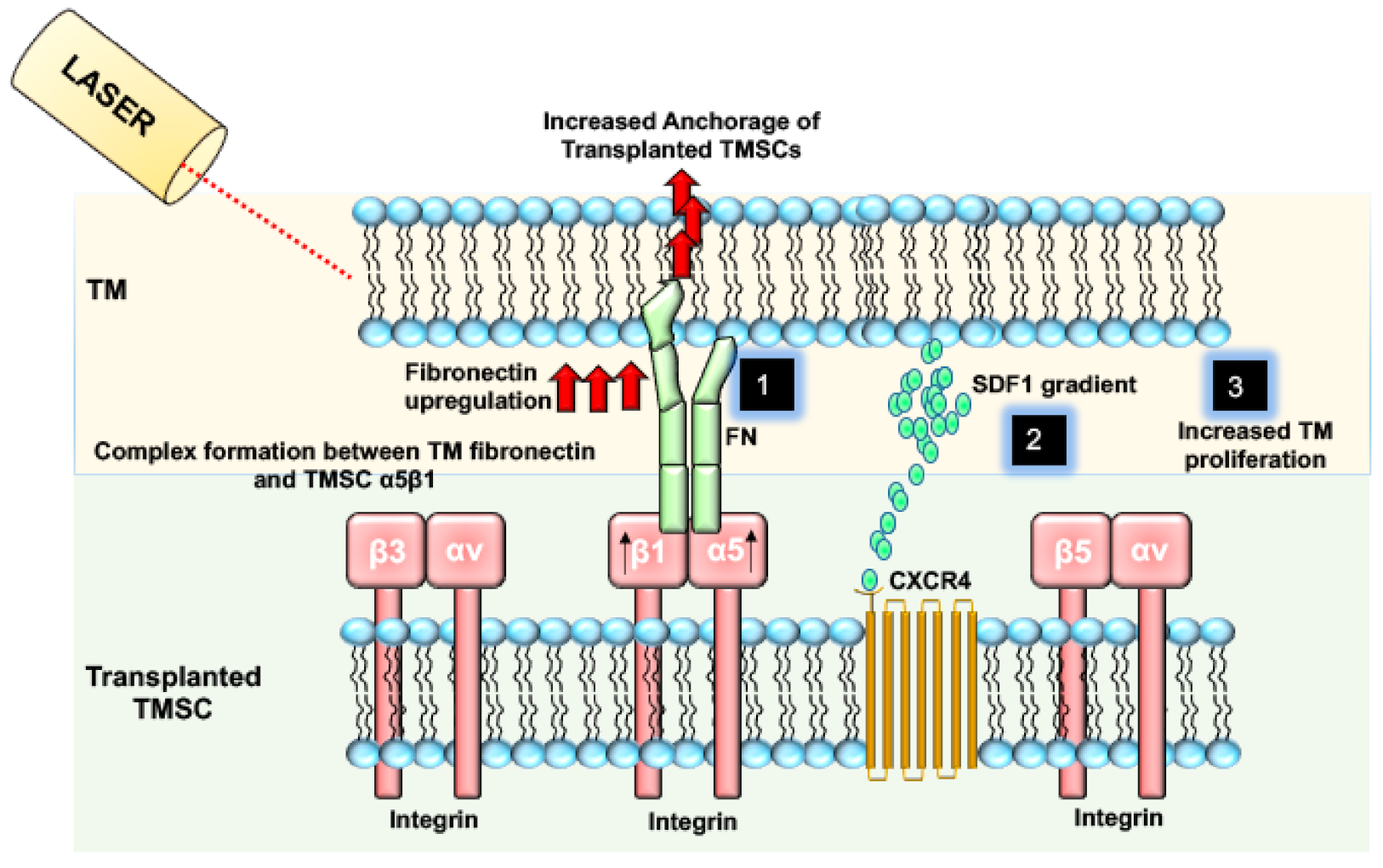 Biomolecules 11 01258 g002 Biomolecules 11 01258 g002