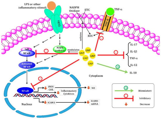 Characterization and immune regulation role of an immobilization