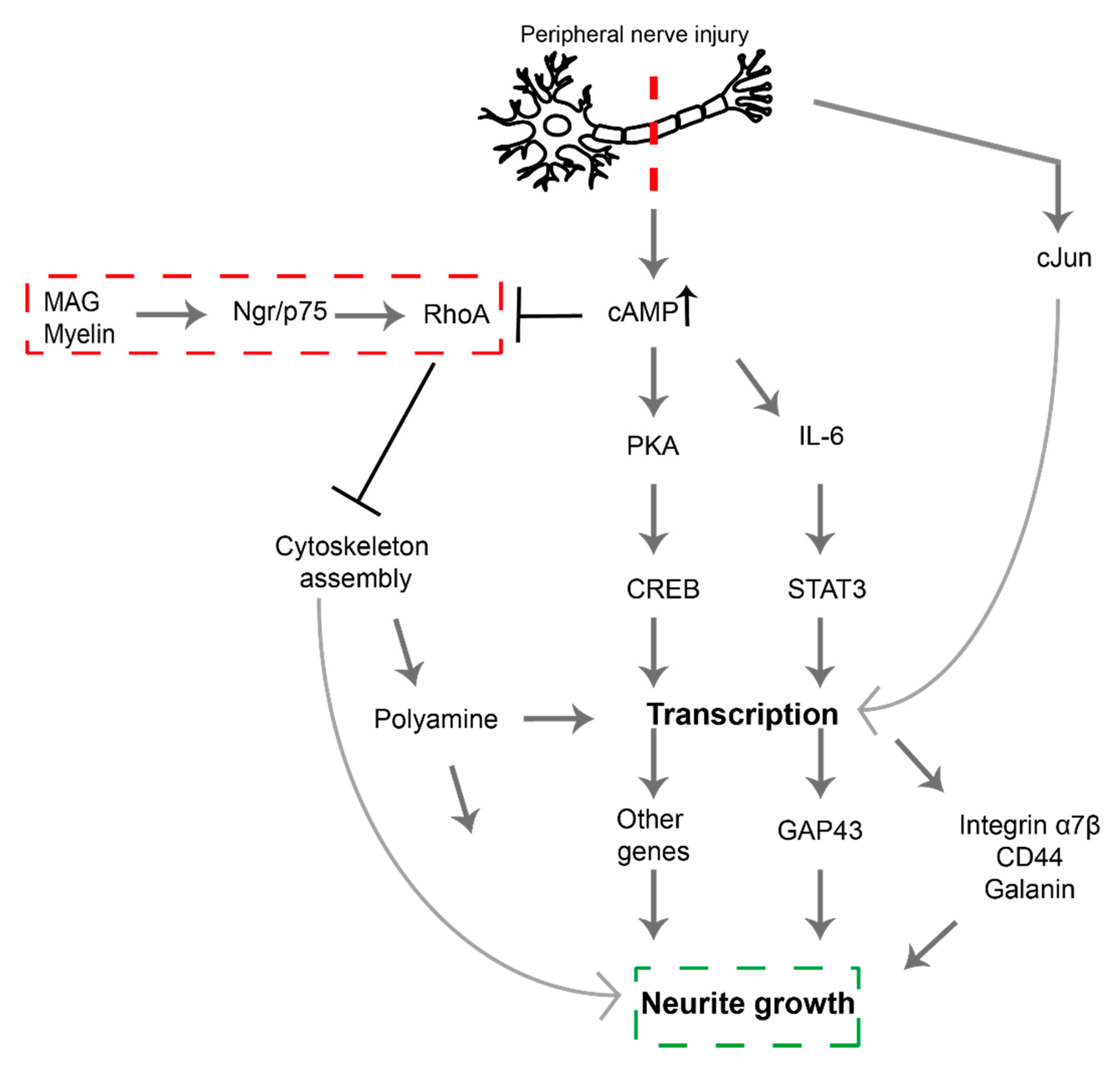 Biomolecules 11 01301 g001 Biomolecules 11 01301 g001
