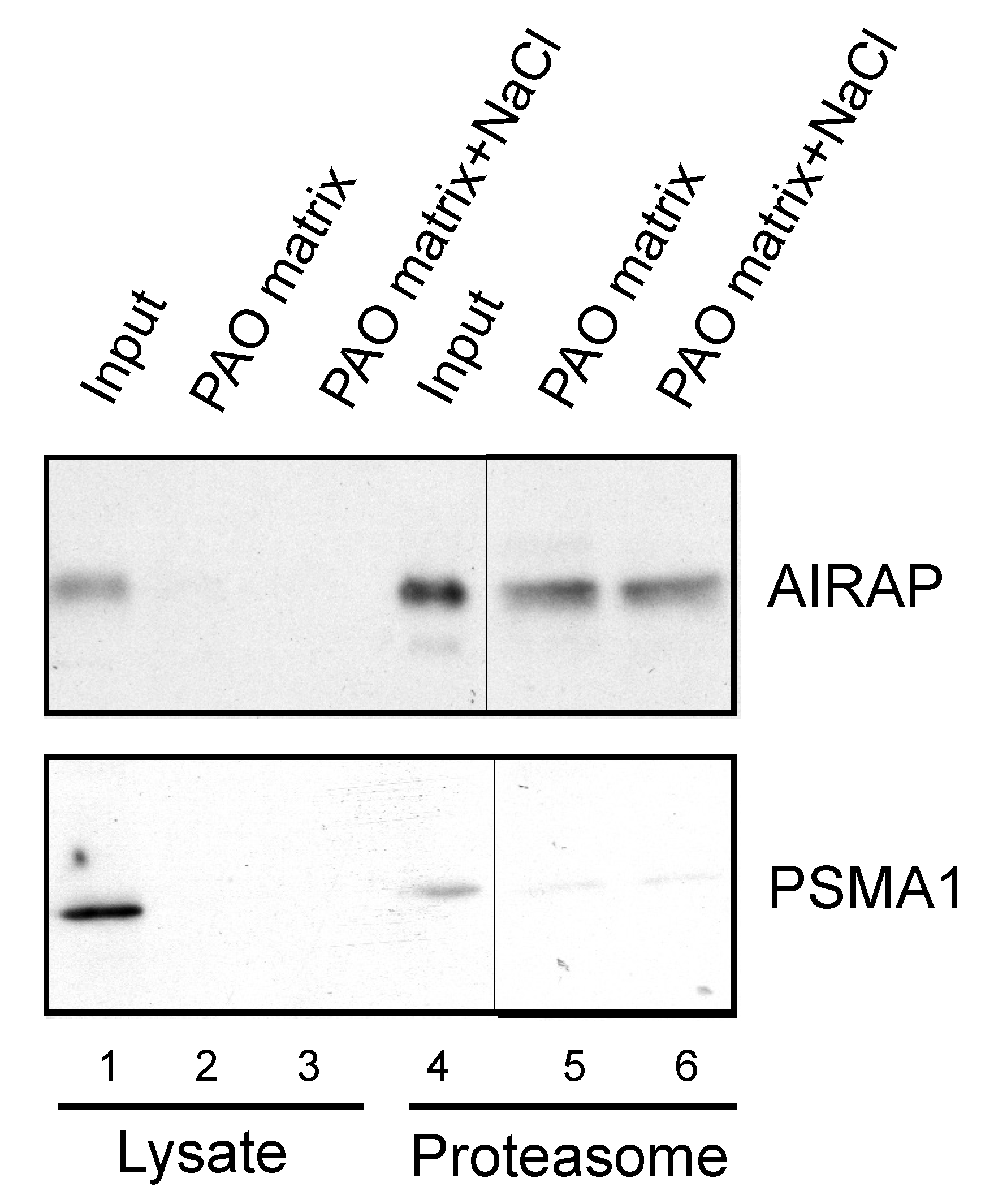 Biomolecules | Free Full-Text | An Arsenite Relay between PSMD14 and AIRAP  Enables Revival of Proteasomal DUB Activity | HTML