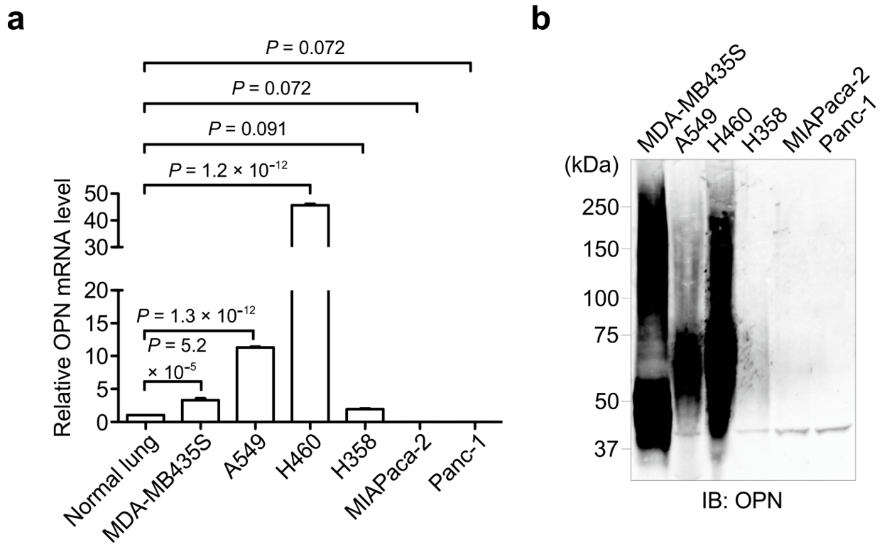 Biomolecules 11 01323 g001 Biomolecules 11 01323 g001
