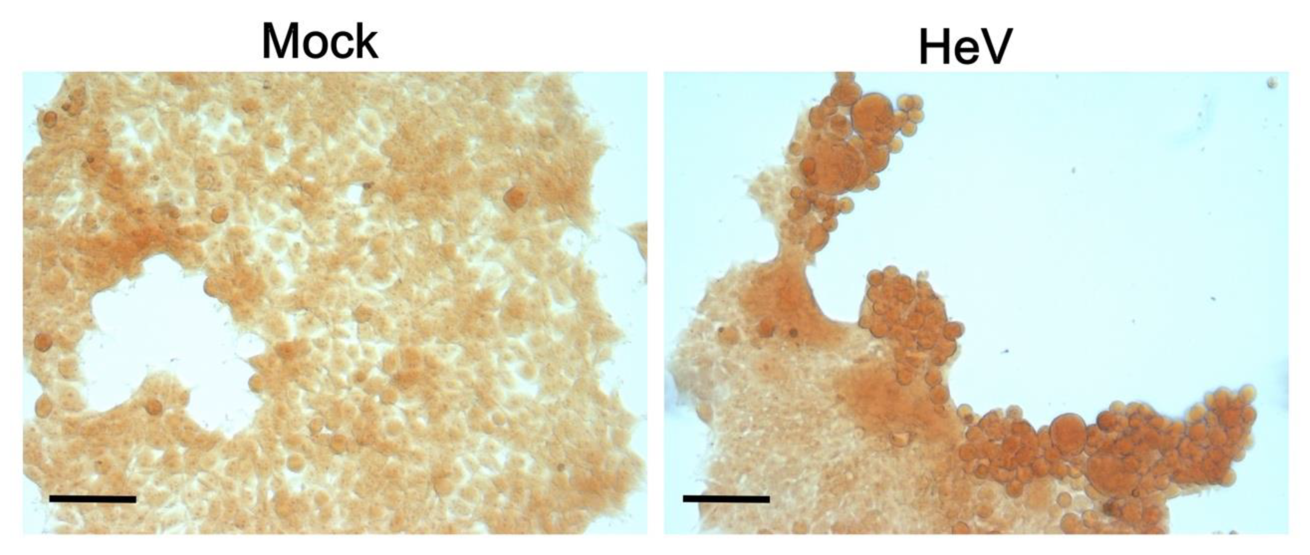 Biomolecules 11 01324 g012 Biomolecules 11 01324 g012
