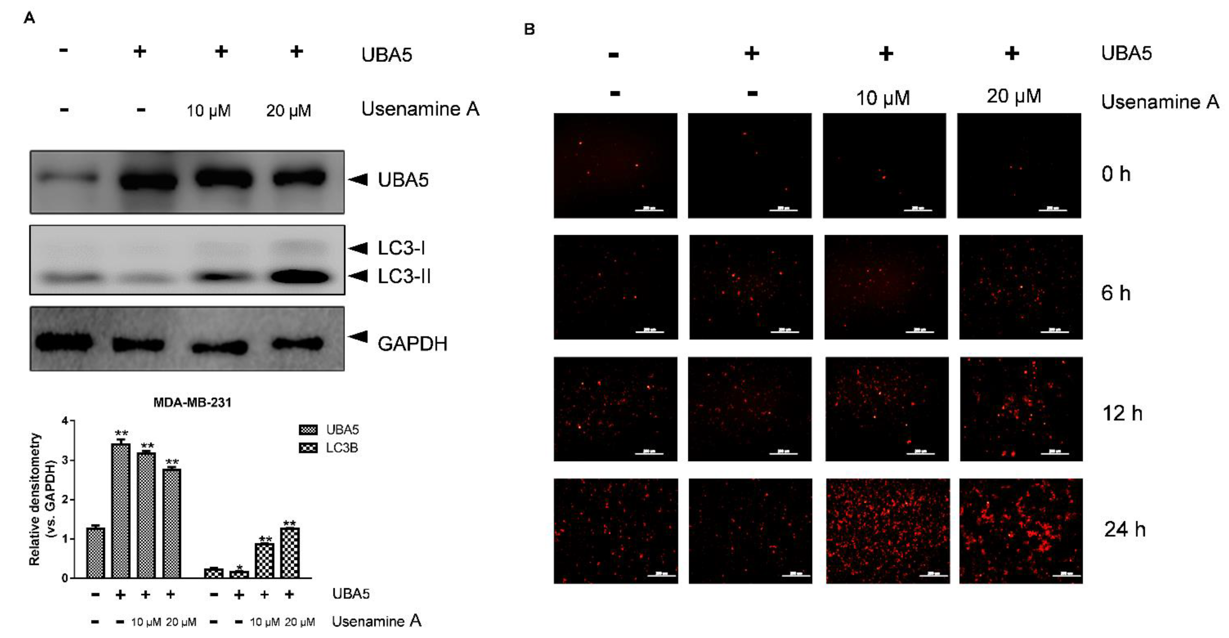 Biomolecules 11 01348 g006 Biomolecules 11 01348 g006