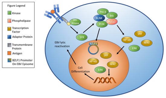 Temporal In Vitro Raman Spectroscopy for Monitoring Replication Kinetics of  Epstein–Barr Virus Infection in Glial Cells