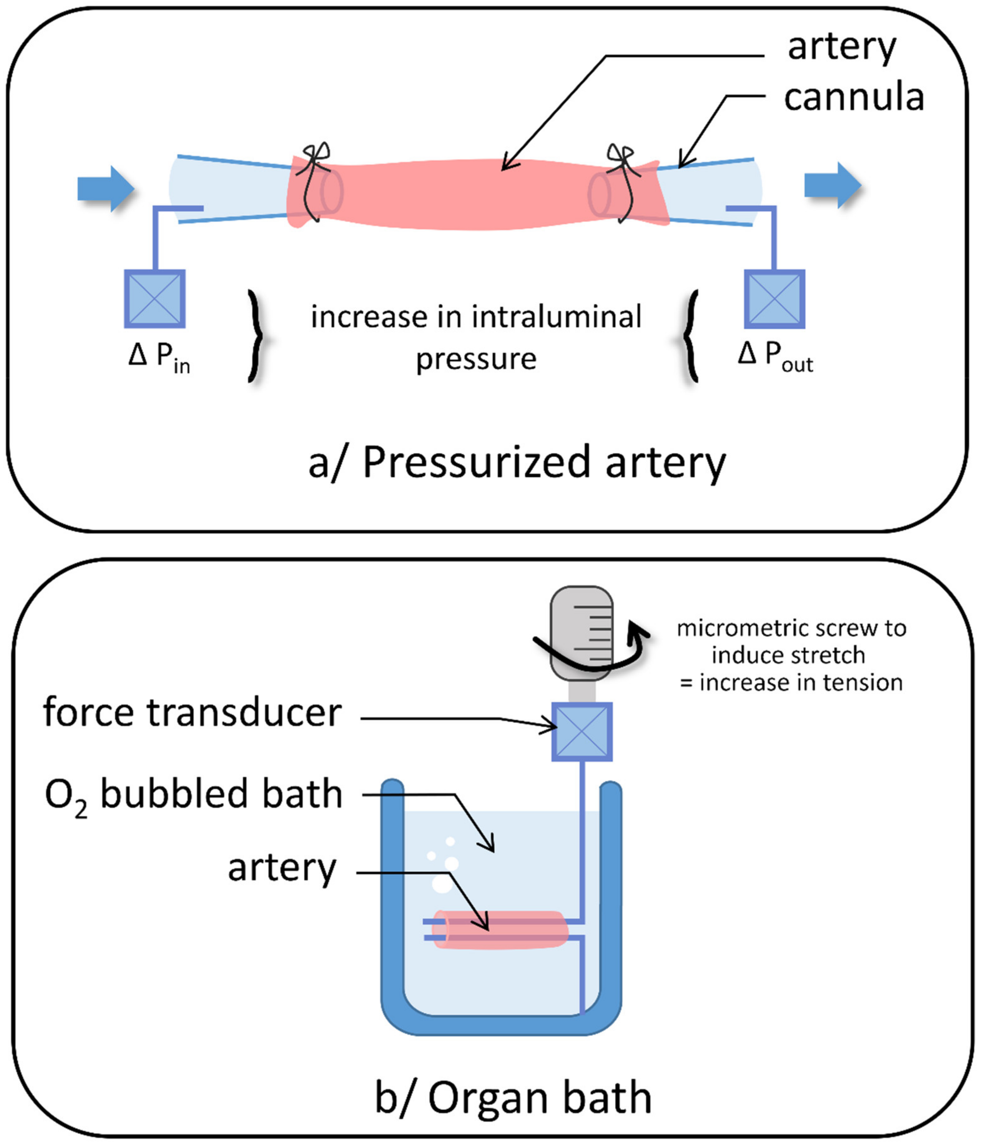 Biomolecules | Free Full-Text | Mechanosensitivity in Pulmonary  Circulation: Pathophysiological Relevance of Stretch-Activated Channels in  Pulmonary Hypertension | HTML