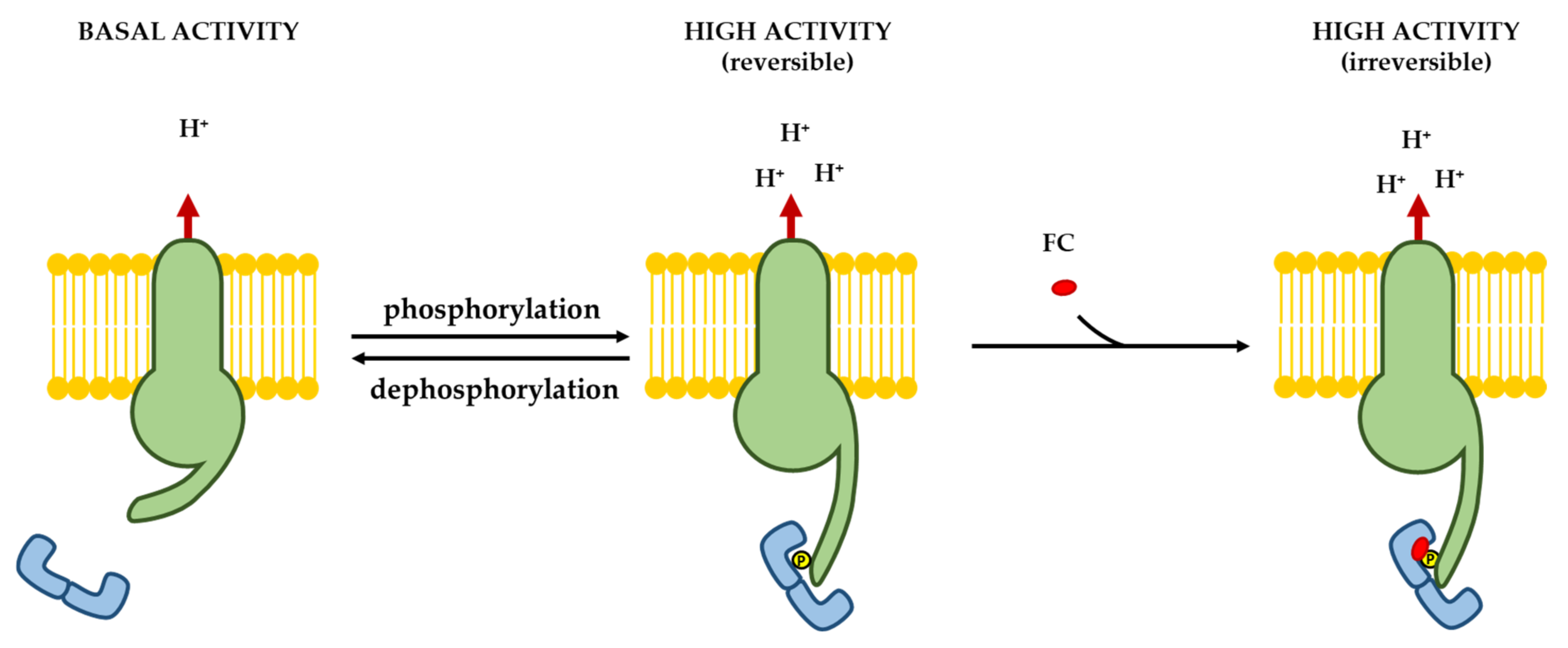 Biomolecules 11 01393 g009 Biomolecules 11 01393 g009