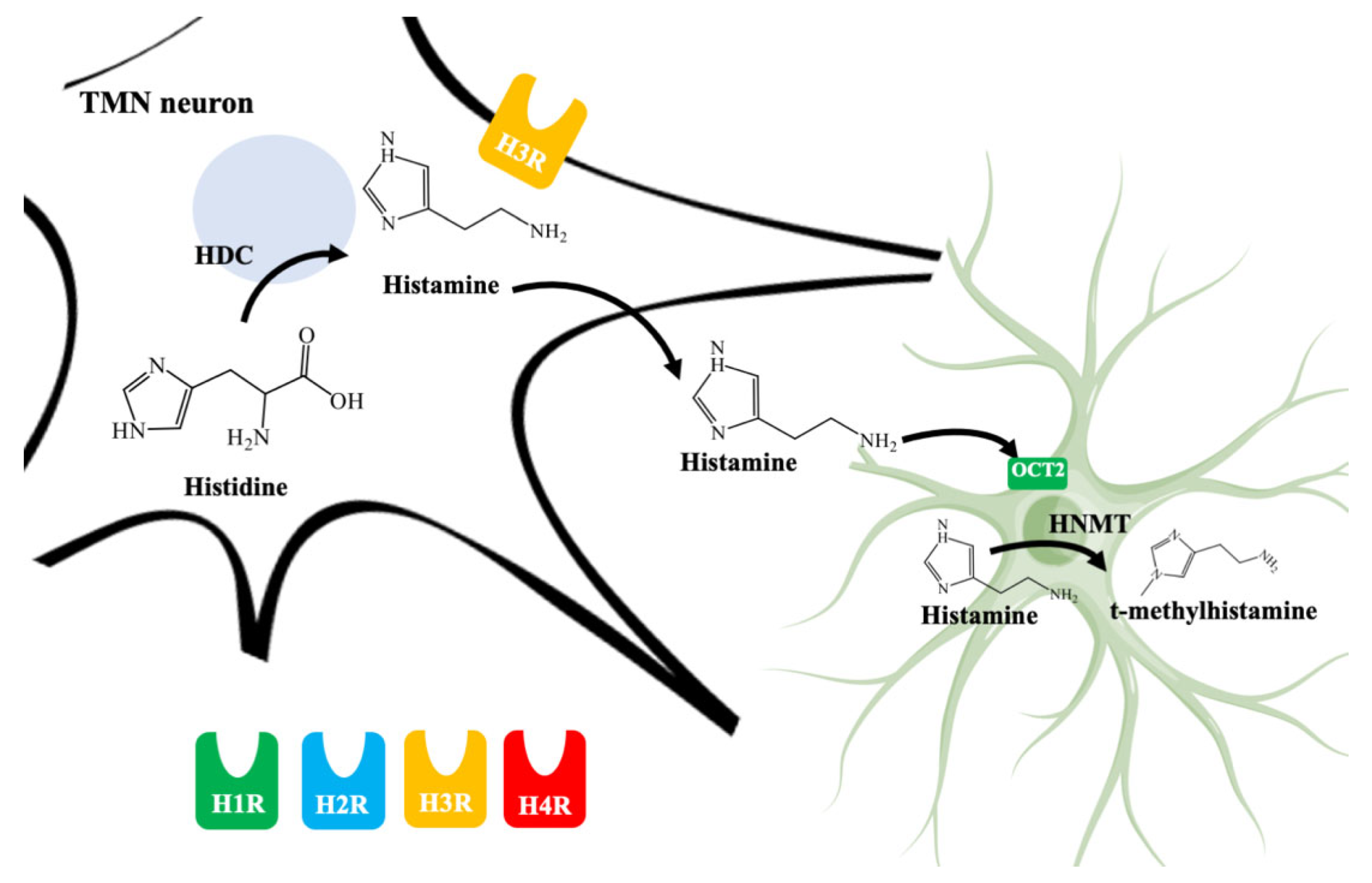 Biomolecules 11 01408 g003
