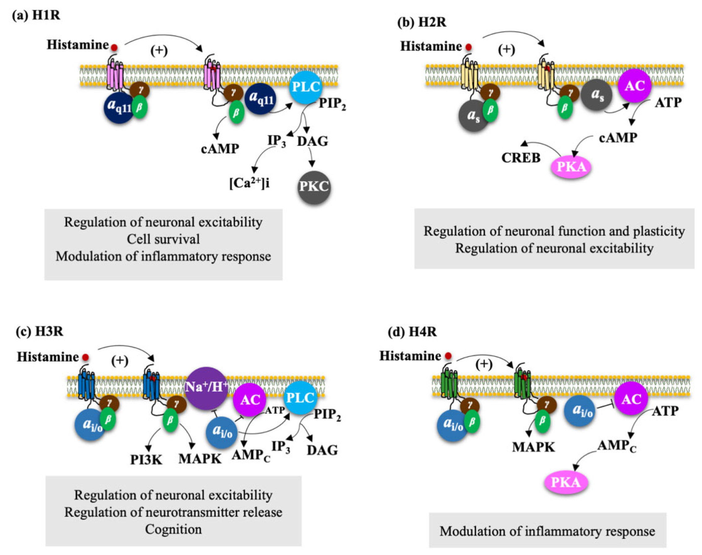 Biomolecules 11 01408 g004