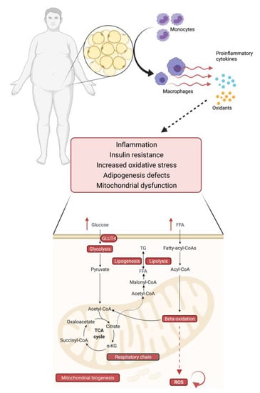 Biomolecules | Free Full-Text | Obesity–An Update on the Basic ...