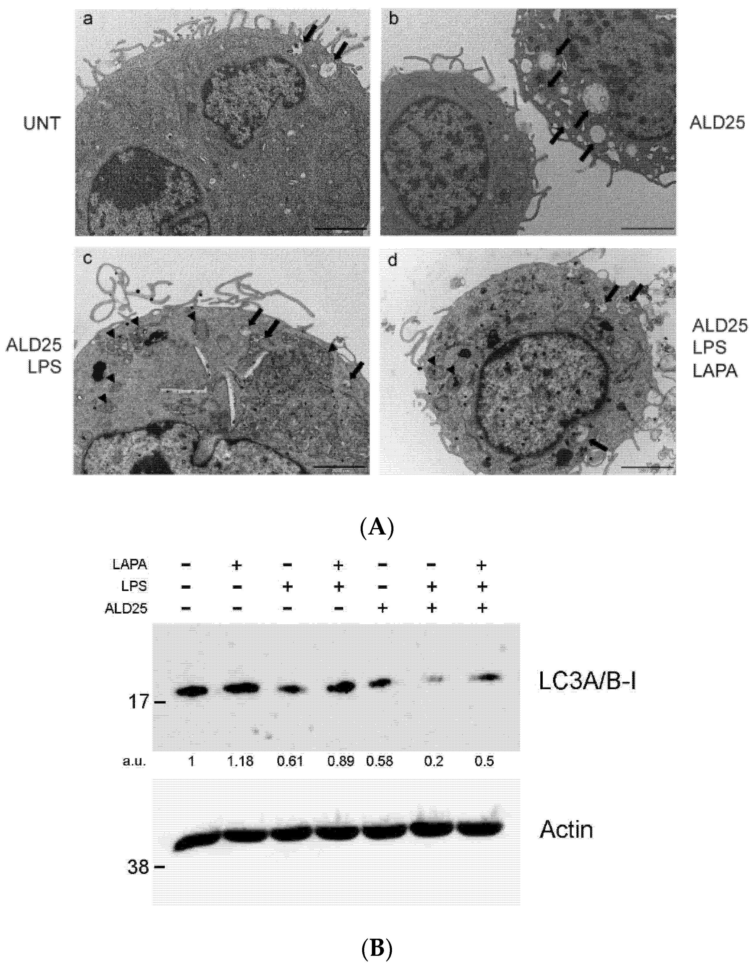 Biomolecules 11 01438 g007