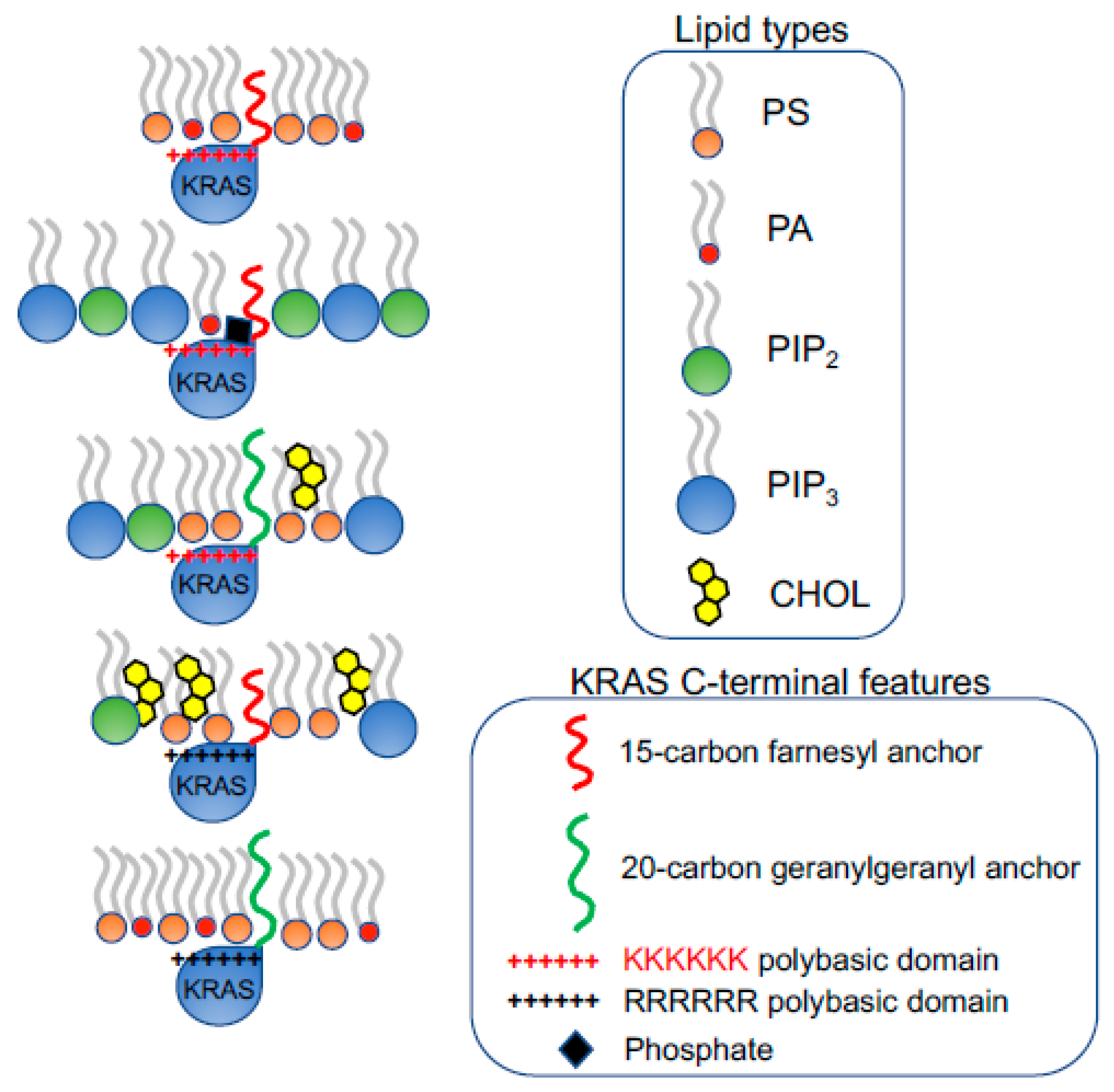 Biomolecules 11 01439 g003