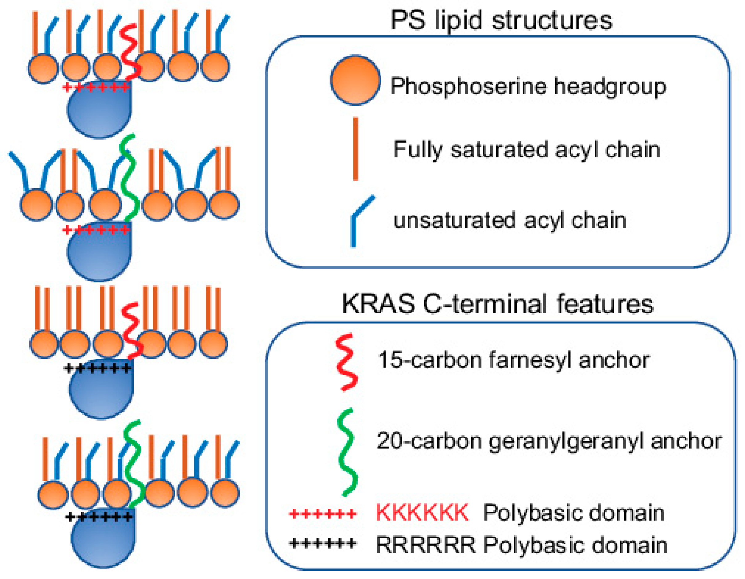 Biomolecules 11 01439 g004