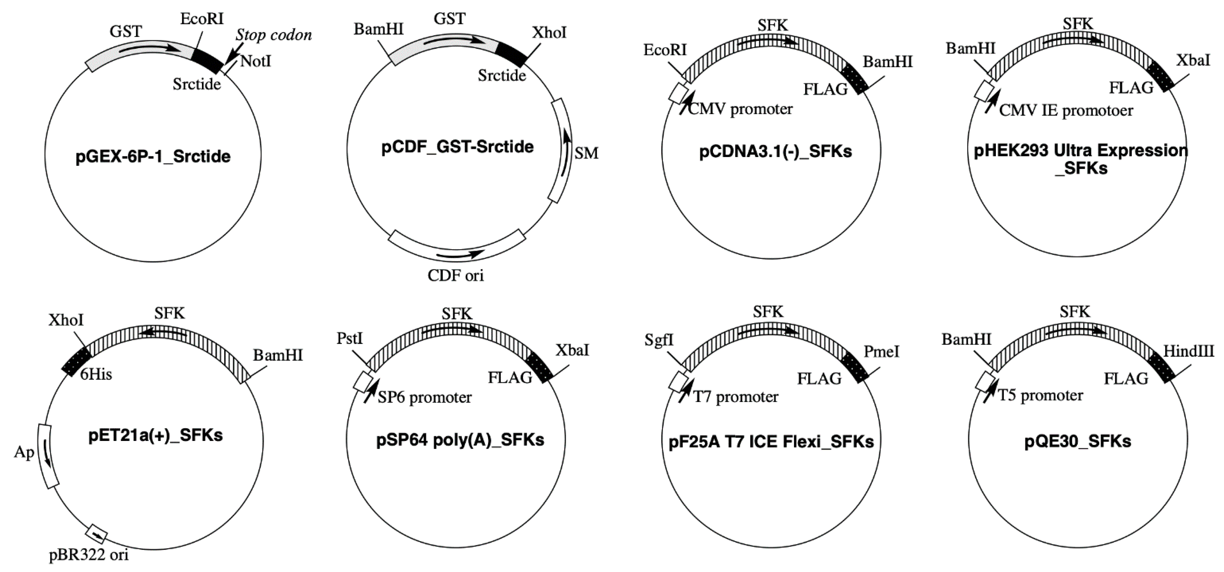 Biomolecules 11 01448 g001