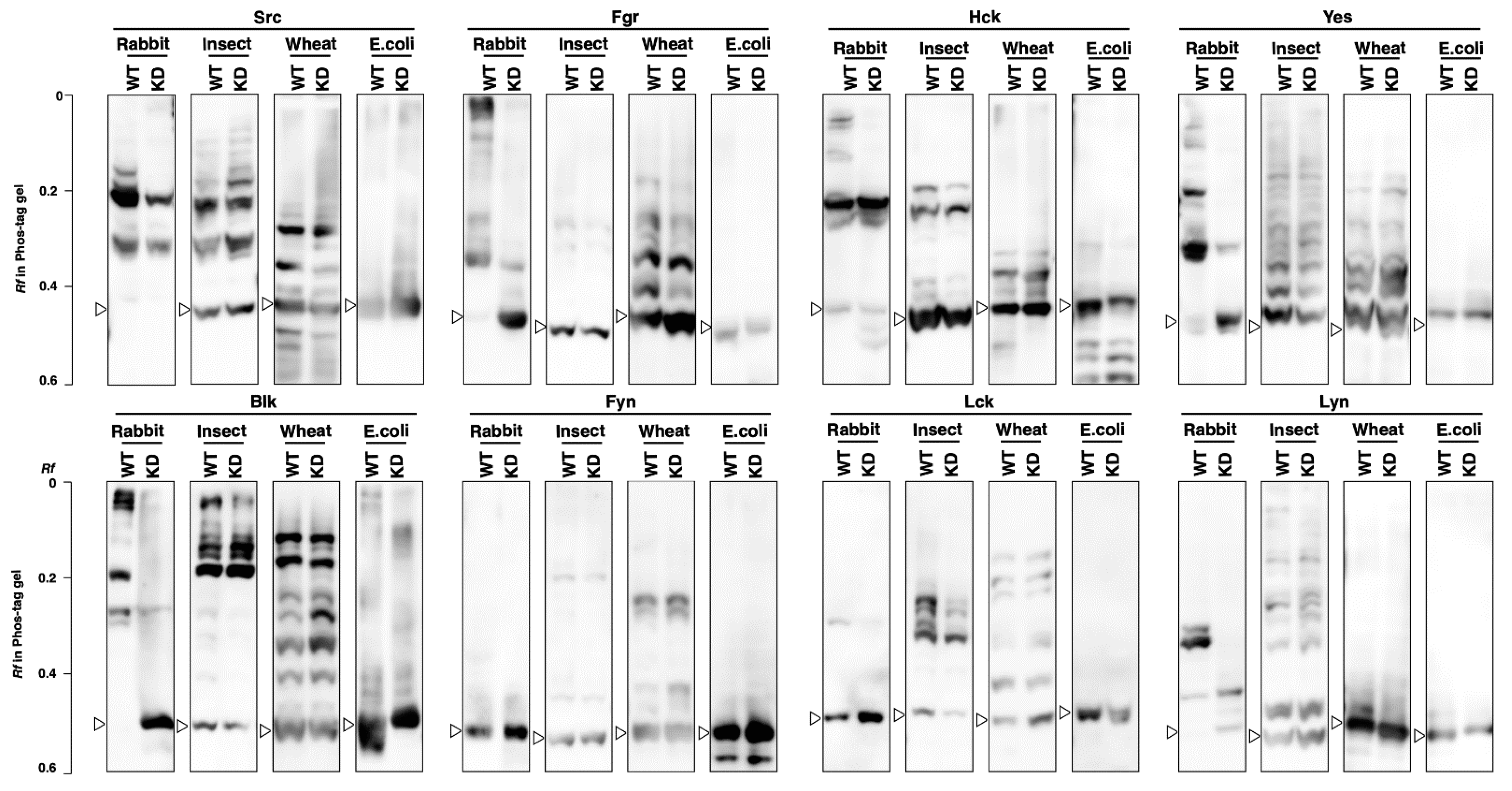 Biomolecules 11 01448 g005