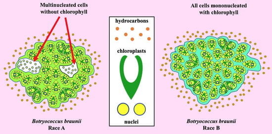 Biomolecules Free Full Text In Silico And Cellular Differences Related To The Cell Division Process Between The A And B Races Of The Colonial Microalga Botryococcus Braunii Html