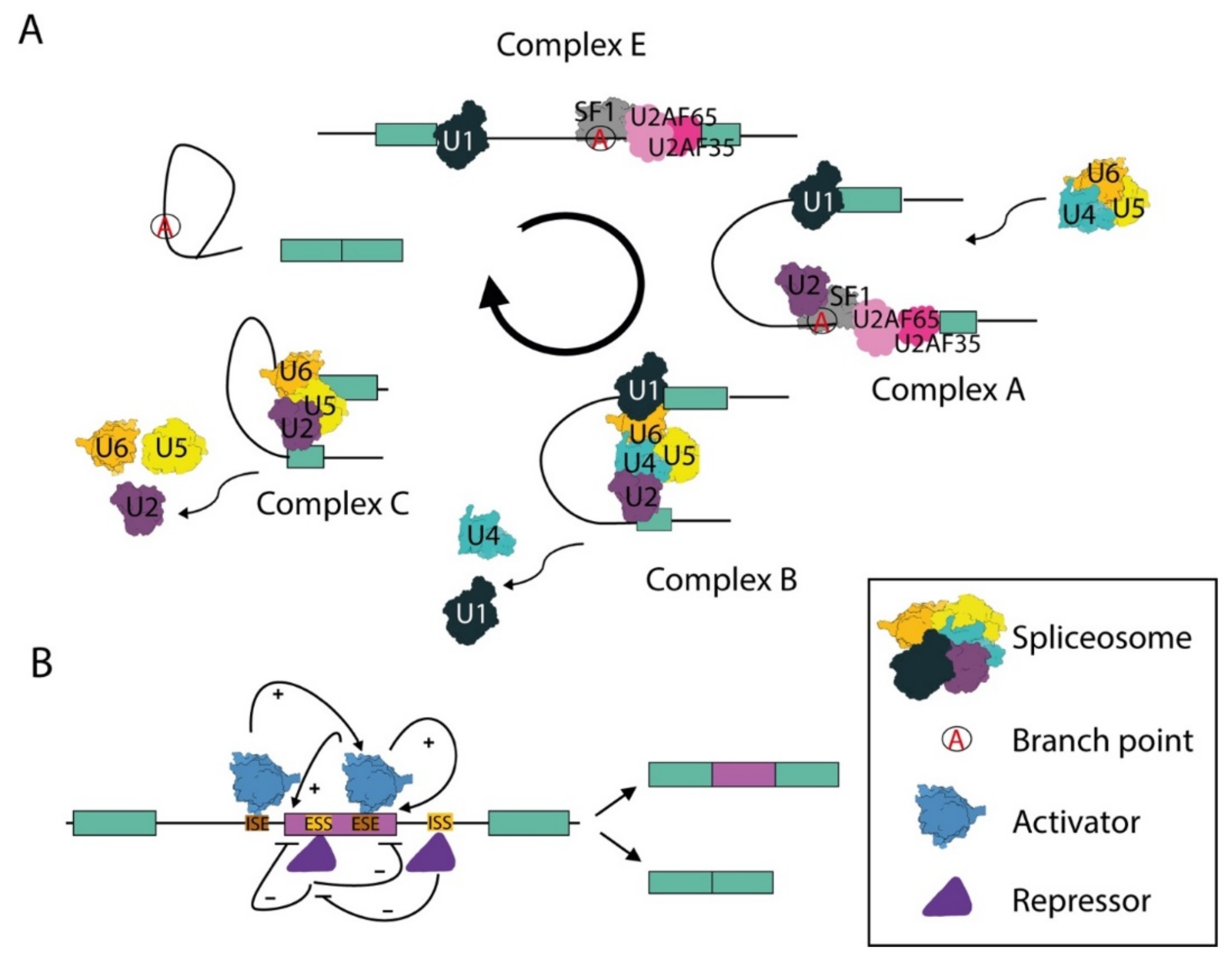 Biomolecules | Free Full-Text | Coordination of RNA Processing Regulation  by Signal Transduction Pathways